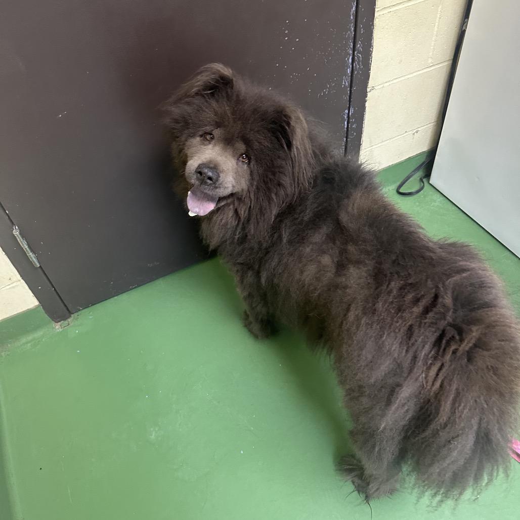 Violet, a Adoptable Chow Chow in South Haven, MI image 4/4