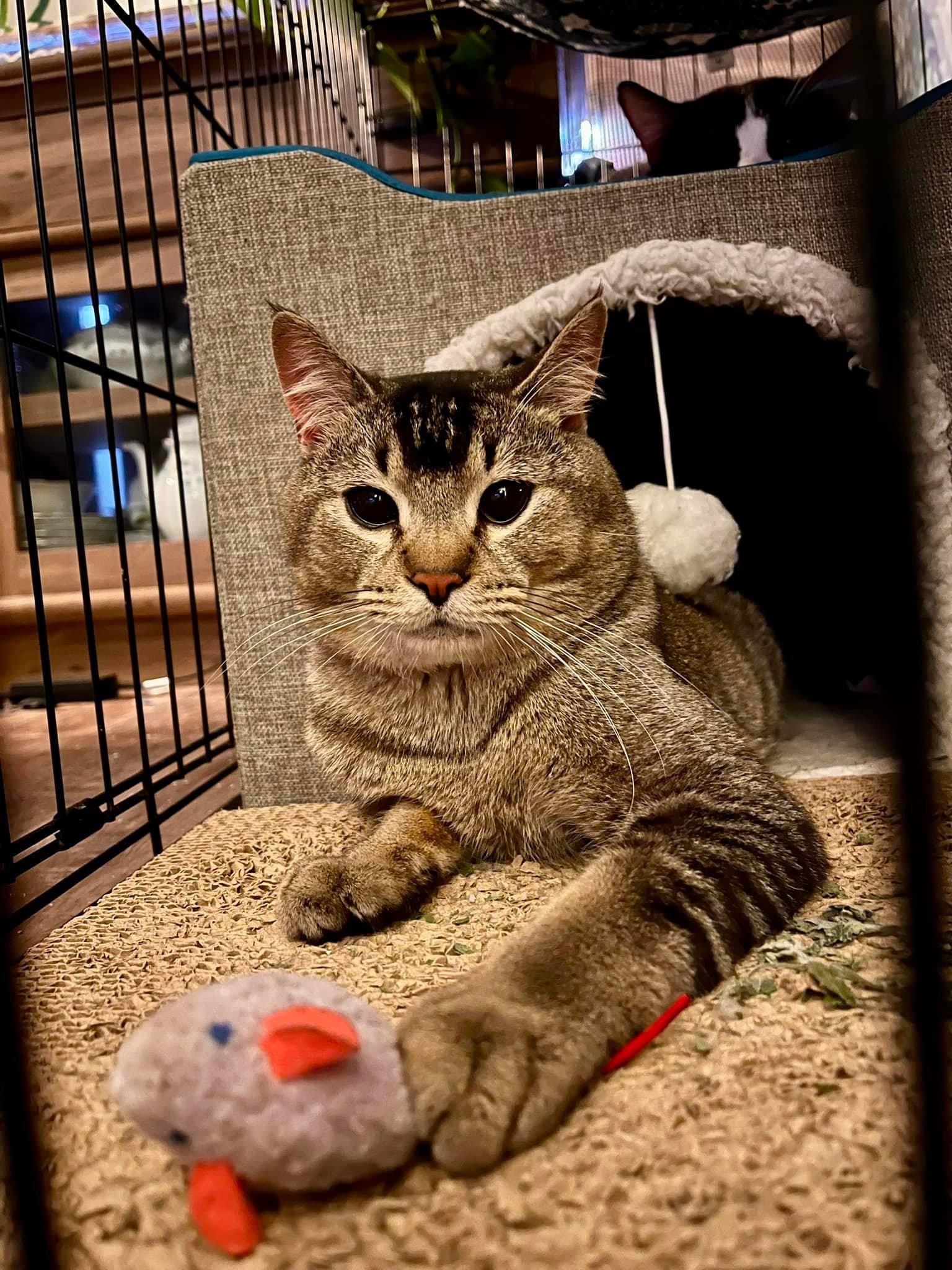 Enlarge Tony, a Adoptable mixed breed in Blaine, MN image 1/6