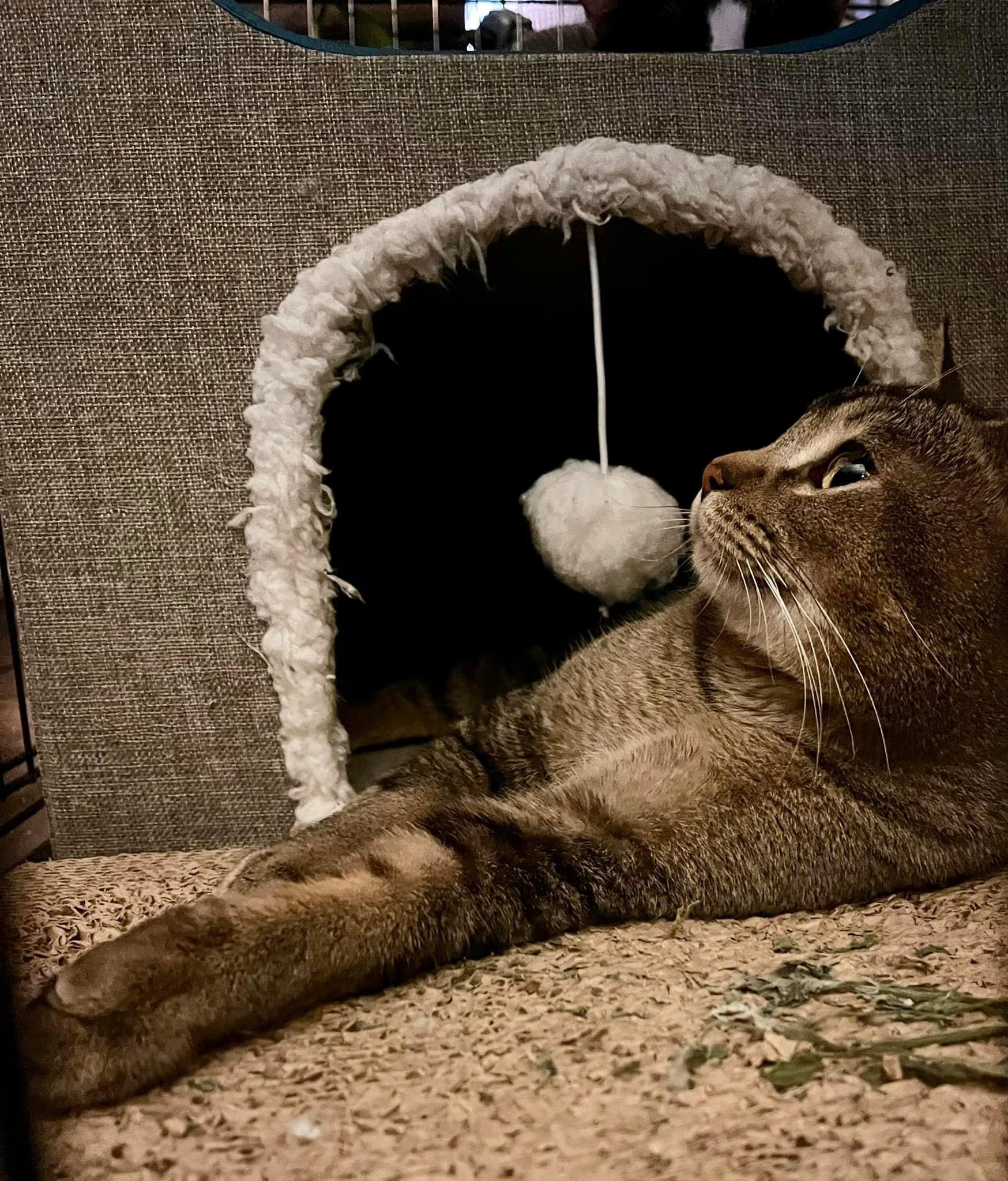 Enlarge Tony, a Adoptable mixed breed in Blaine, MN image 5/6