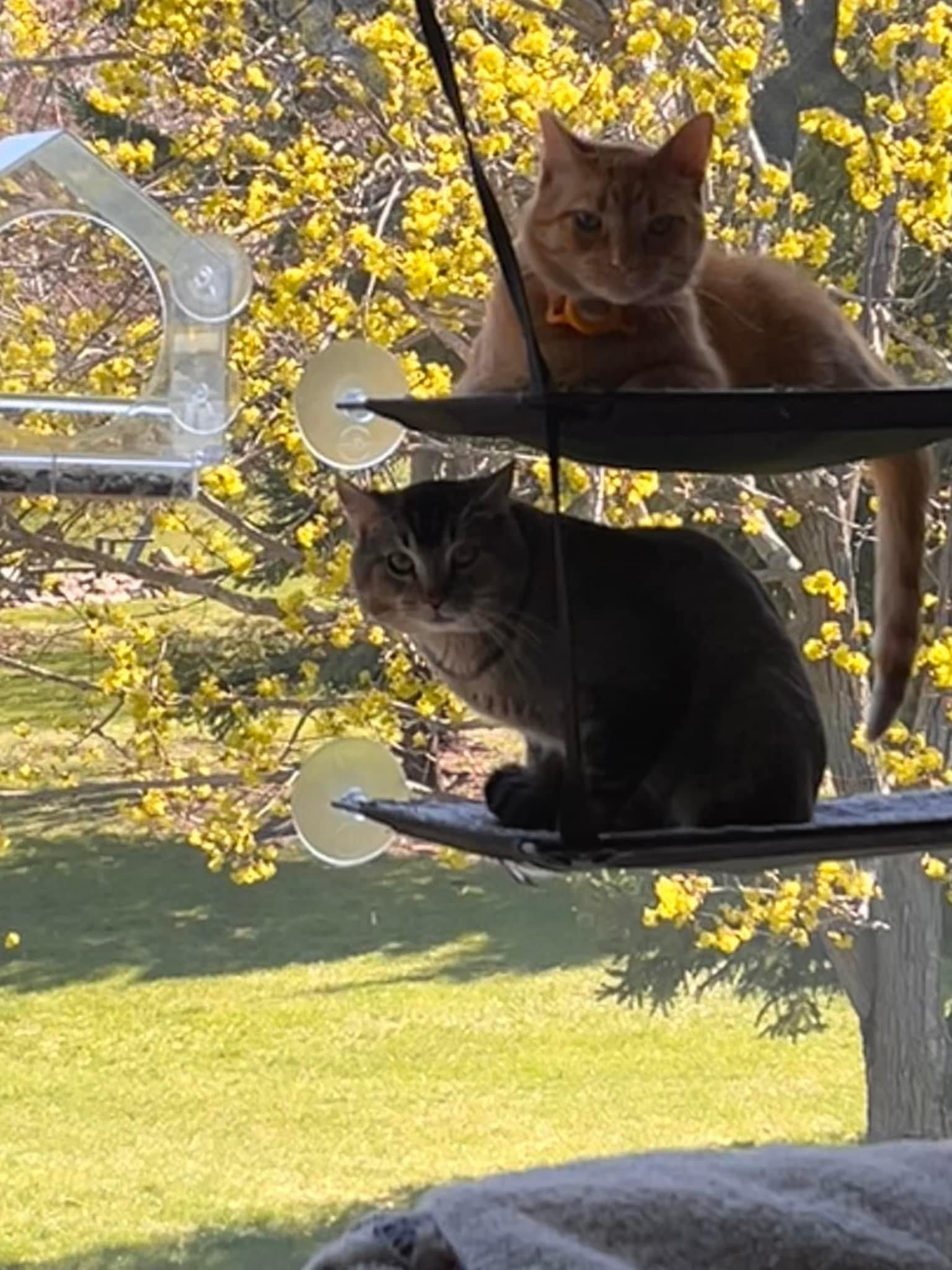 Enlarge Tony, a Adoptable mixed breed in Blaine, MN image 4/6