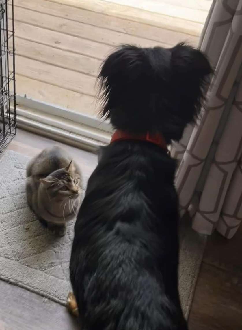 Enlarge Tony, a Adoptable mixed breed in Blaine, MN image 6/6