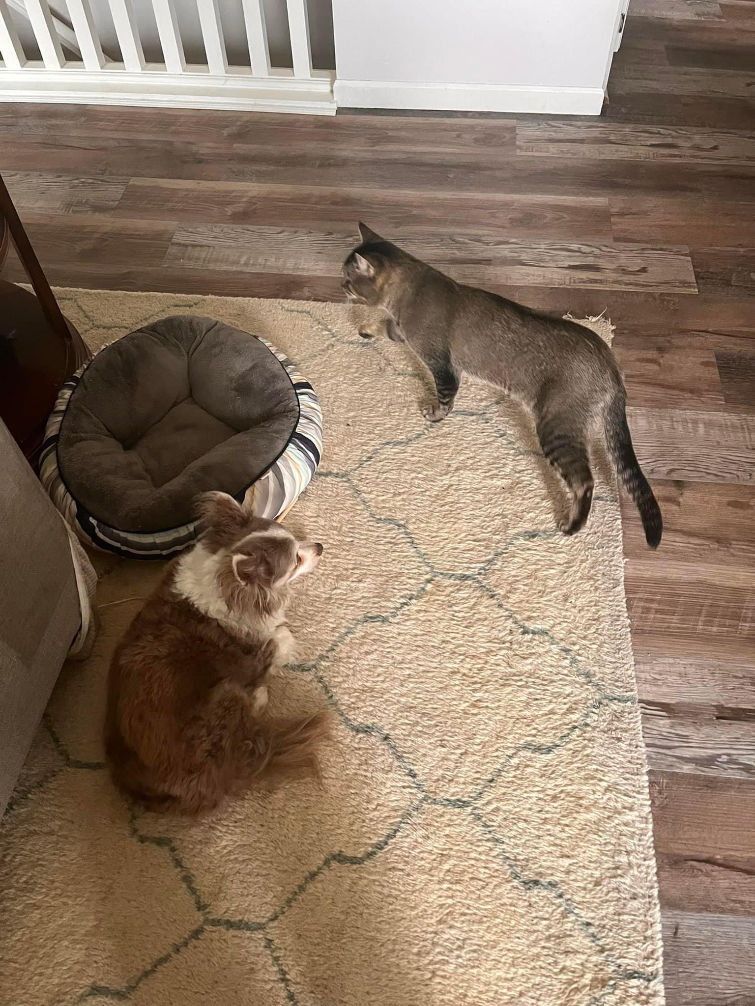 Enlarge Tony, a Adoptable mixed breed in Blaine, MN image 2/6