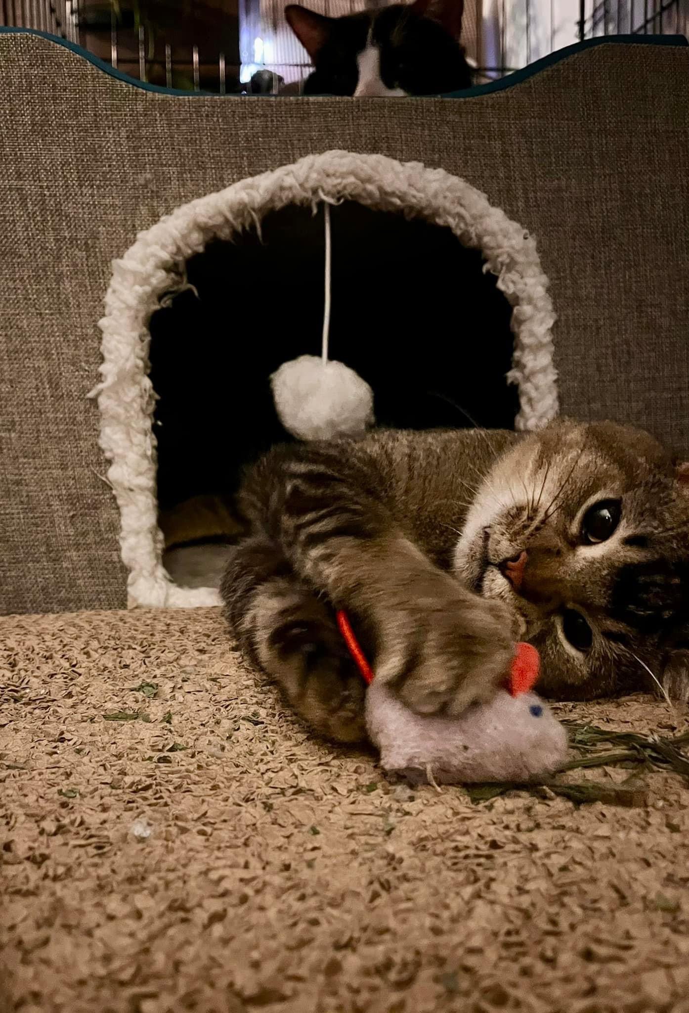 Enlarge Tony, a Adoptable mixed breed in Blaine, MN image 3/6