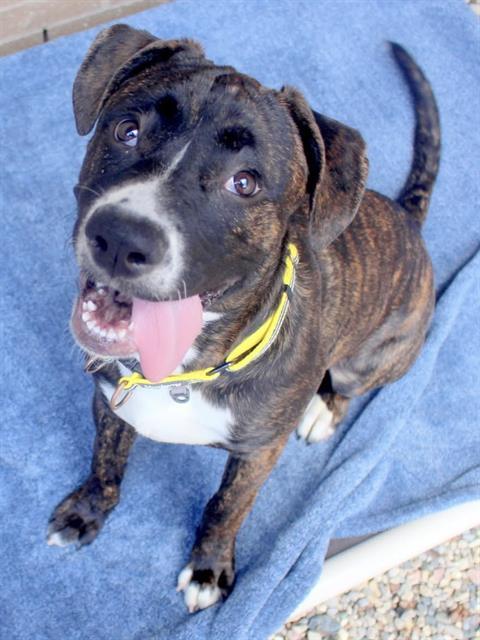 Enlarge TUCKER, a Adoptable mixed breed in Fort Wayne, IN image 1/1