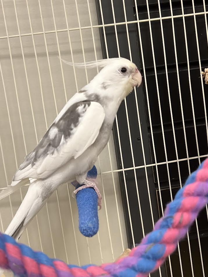 Enlarge Popcorn, an adopted Cockatiel in South Elgin, IL image 2/2