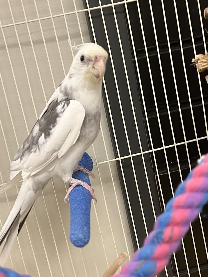 Popcorn, adopted, Adult Male Cockatiel.