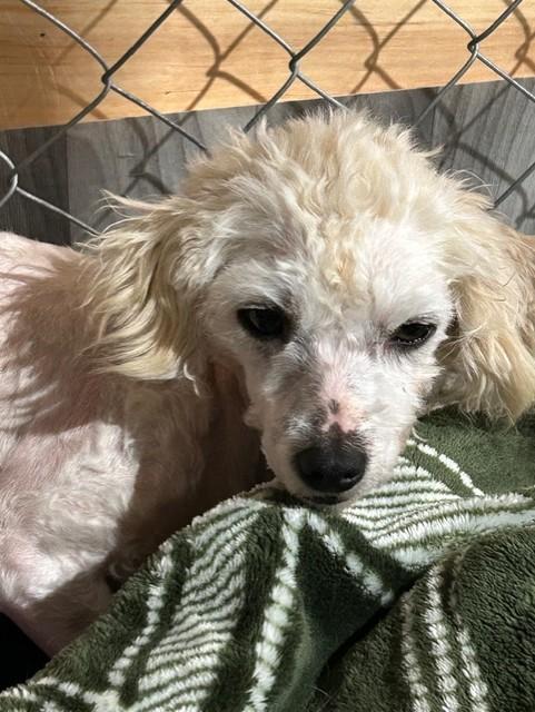 Enlarge Sophie, a Adoptable Miniature Poodle in Knoxville, TN image 1/2