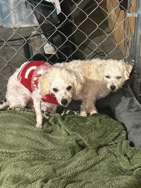 Enlarge Sophie, a Adoptable Miniature Poodle in Knoxville, TN image 2/2