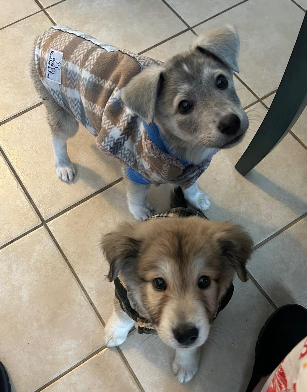 Kylo, adopted, Puppy Male Great Pyrenees.