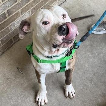 Ghost, Adoptable, Young Male Pit Bull Terrier.