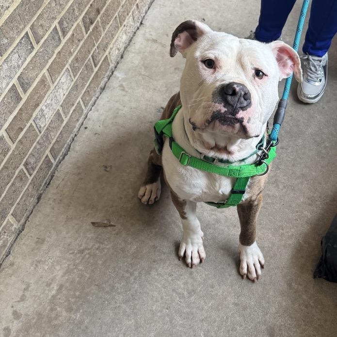 Ghost, Adoptable, Young Male Pit Bull Terrier.