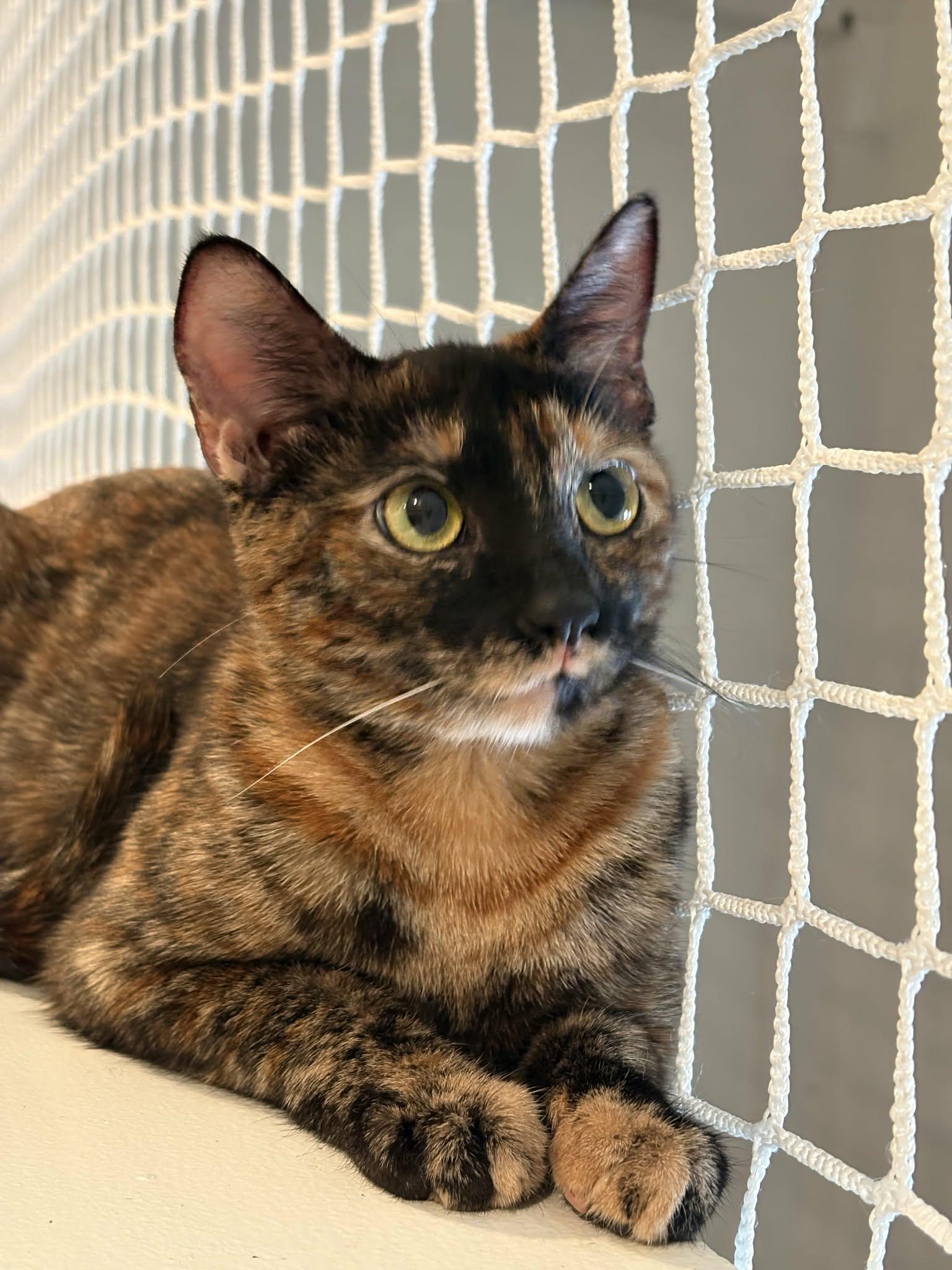 Enlarge Foxy, an adopted mixed breed in Santa Clara, CA image 3/3