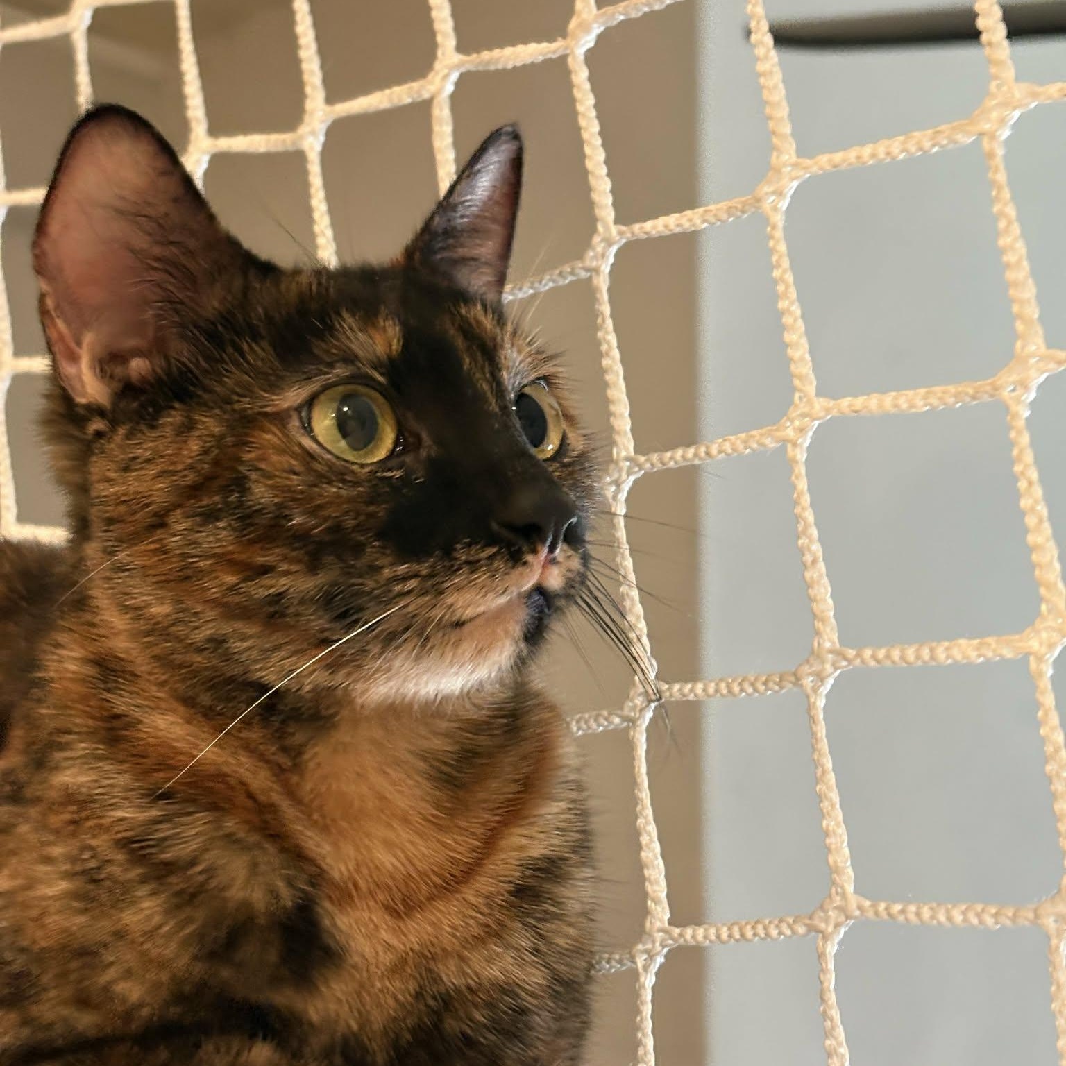 Enlarge Foxy, an adopted mixed breed in Santa Clara, CA image 2/3