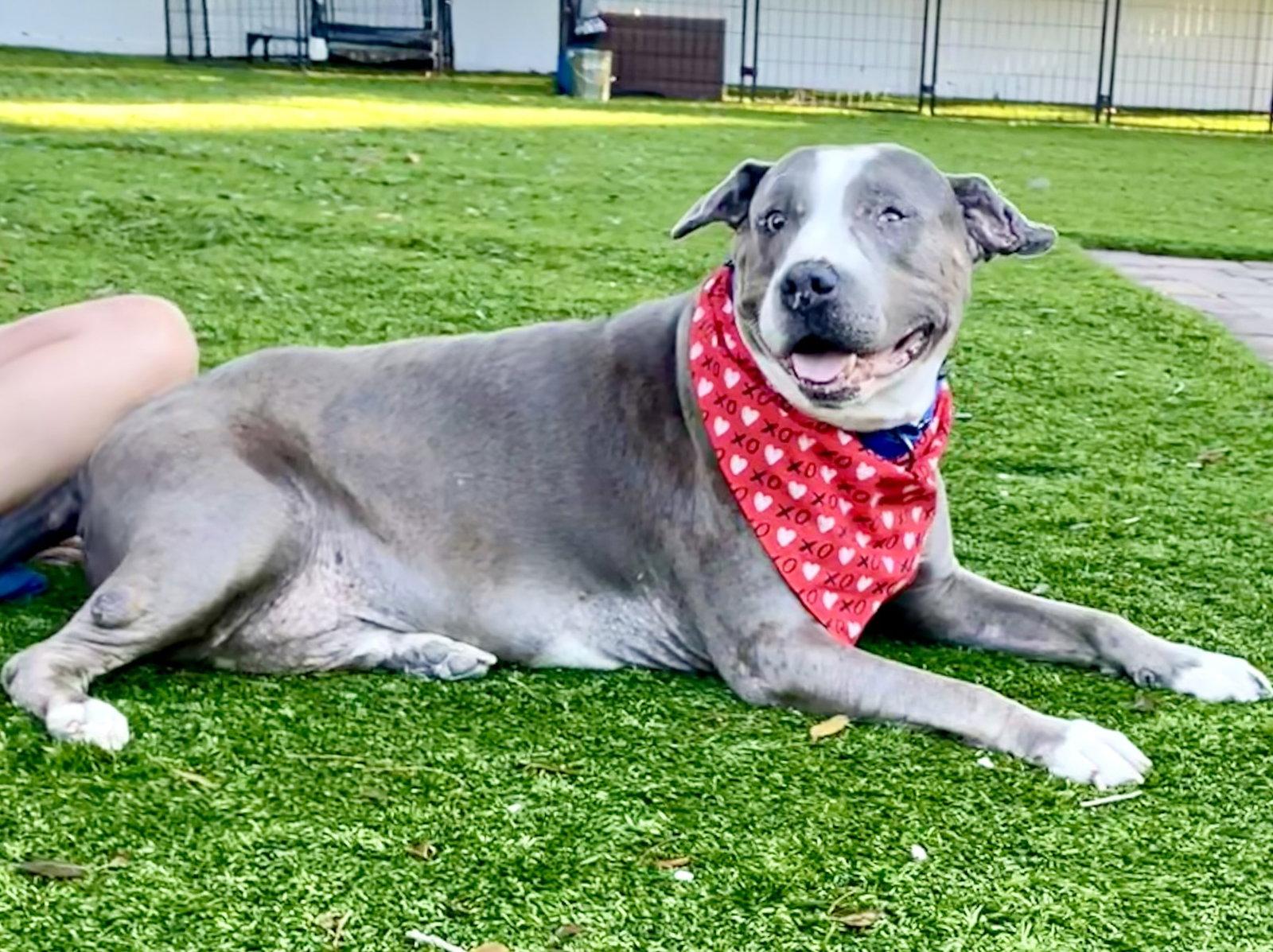 Enlarge Taz, a Adoptable Staffordshire Bull Terrier in MARATHON, FL image 1/3