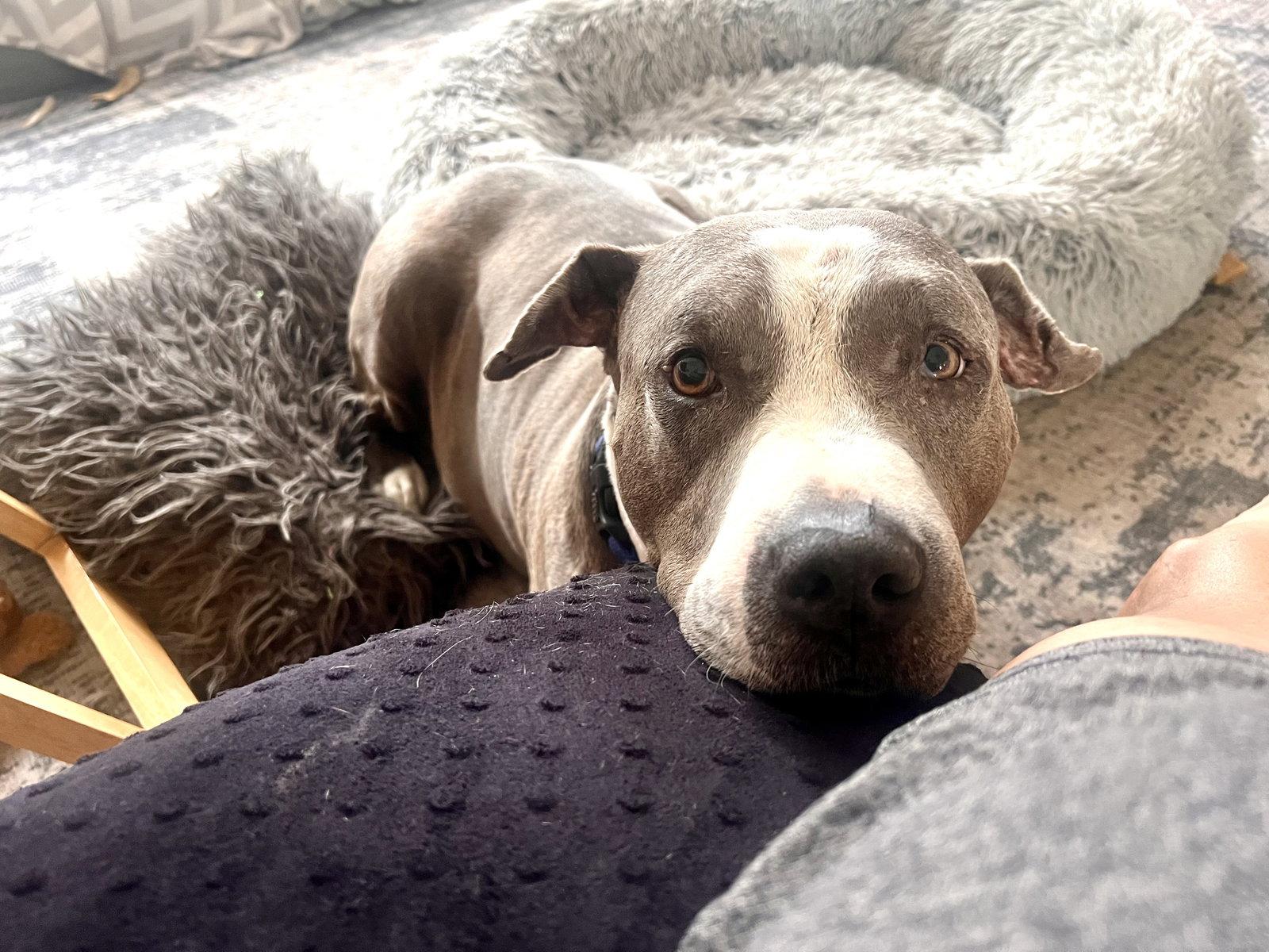 Enlarge Taz, a Adoptable Staffordshire Bull Terrier in MARATHON, FL image 2/3