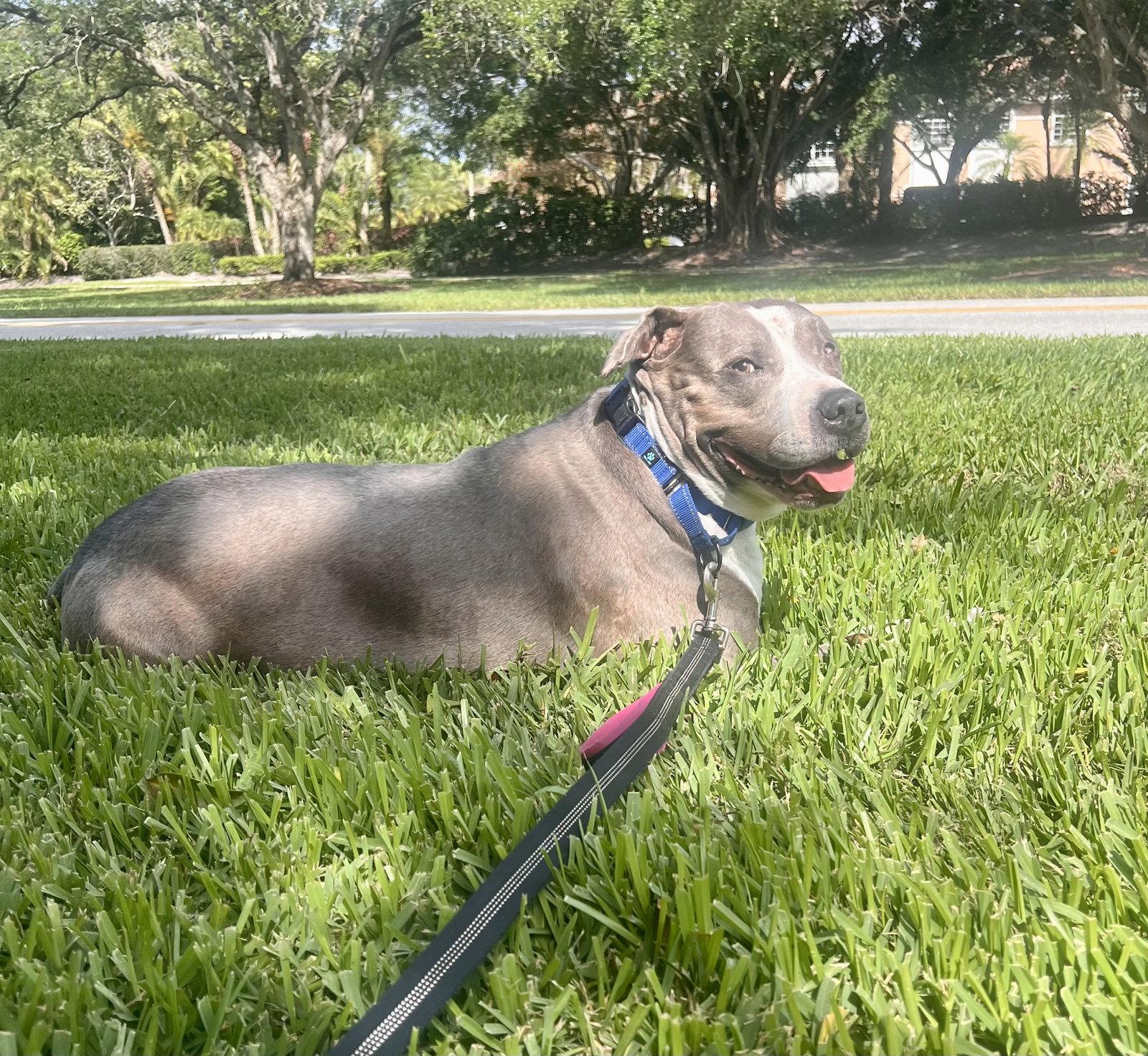 Enlarge Taz, a Adoptable Staffordshire Bull Terrier in MARATHON, FL image 3/3