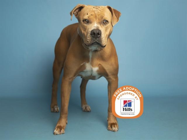 PARIS, Adoptable, Adult Female Pit Bull Terrier.