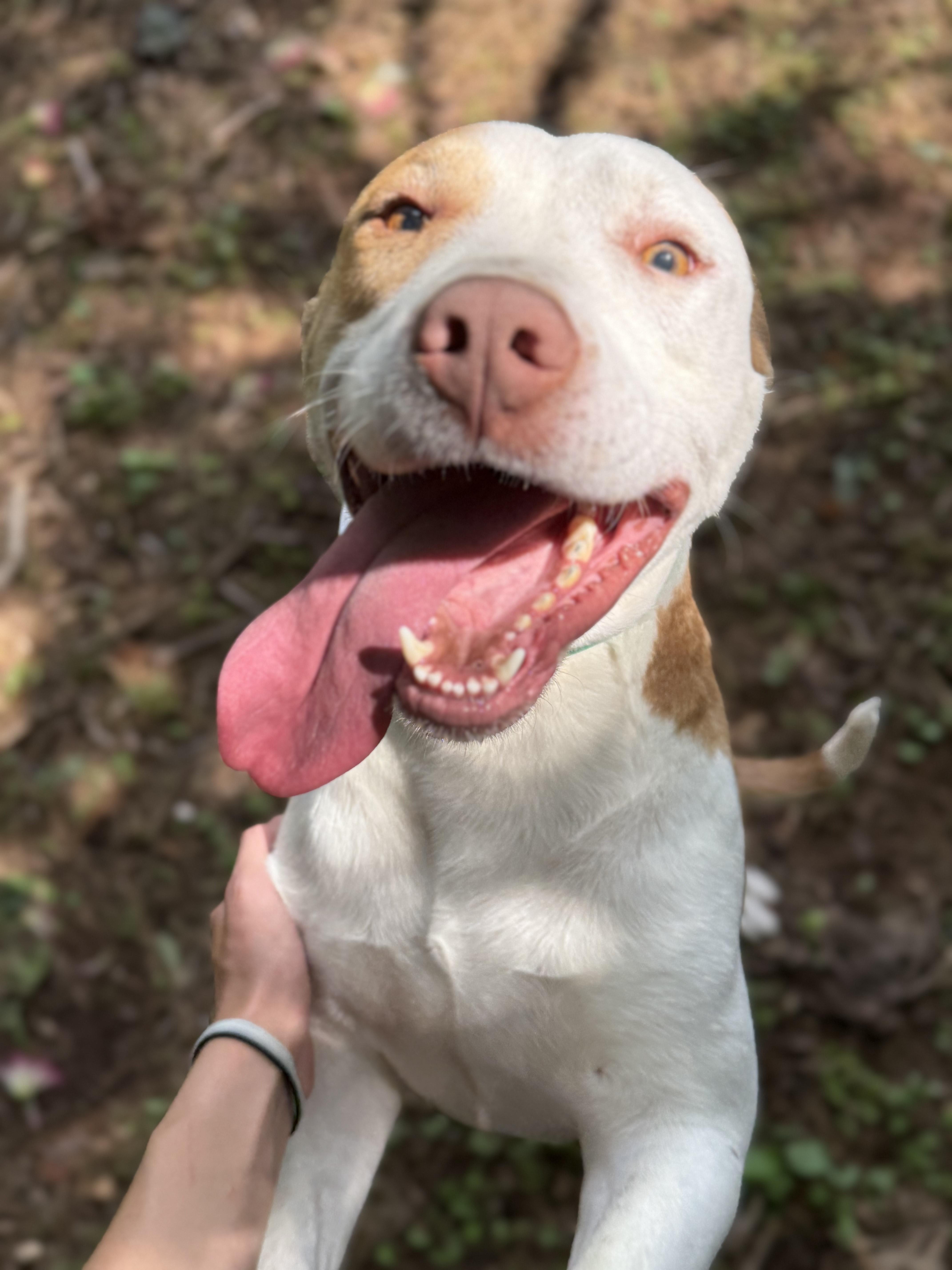 Enlarge Pudge 11841, a Adoptable mixed breed in Elberton, GA image 1/3