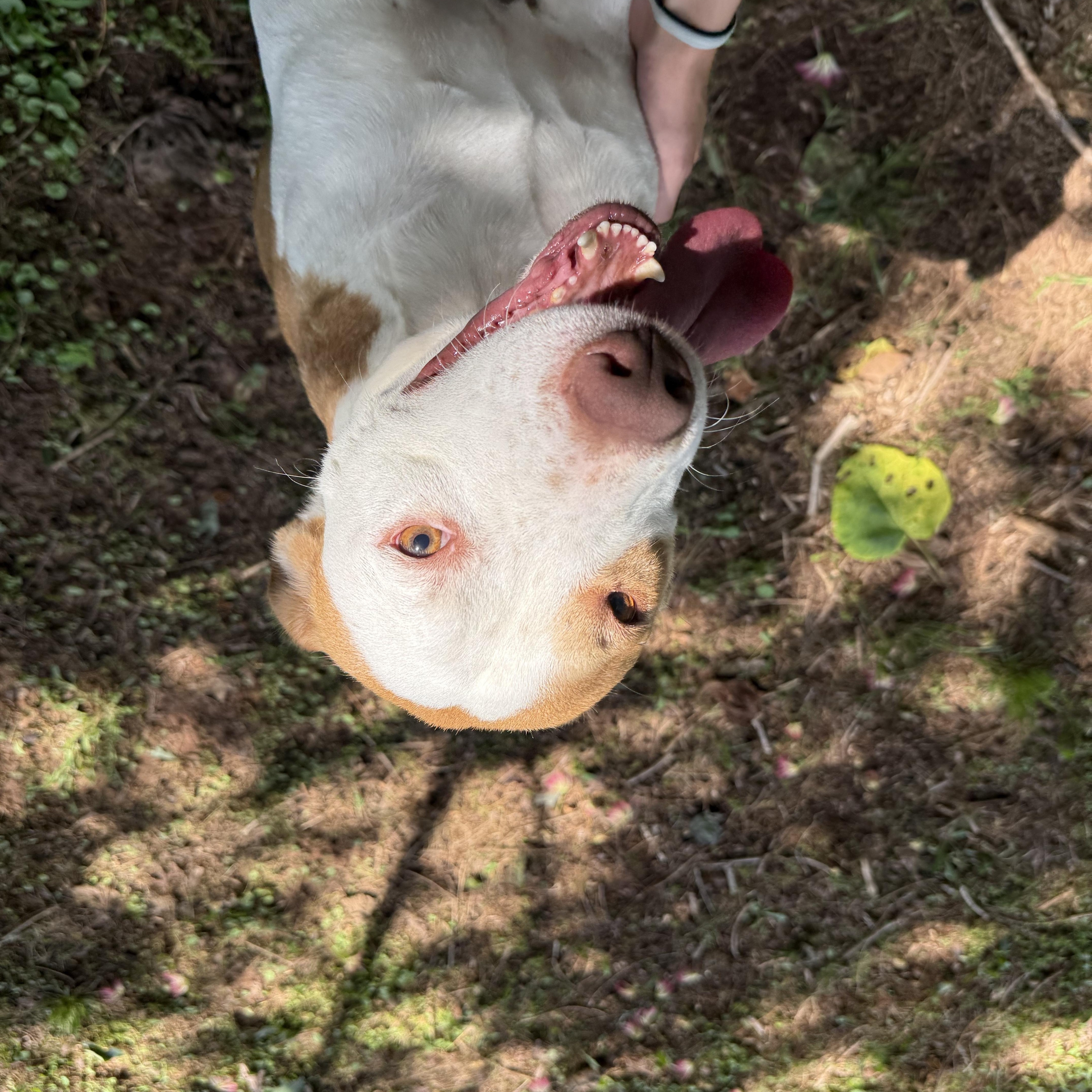 Enlarge Pudge 11841, a Adoptable mixed breed in Elberton, GA image 2/3