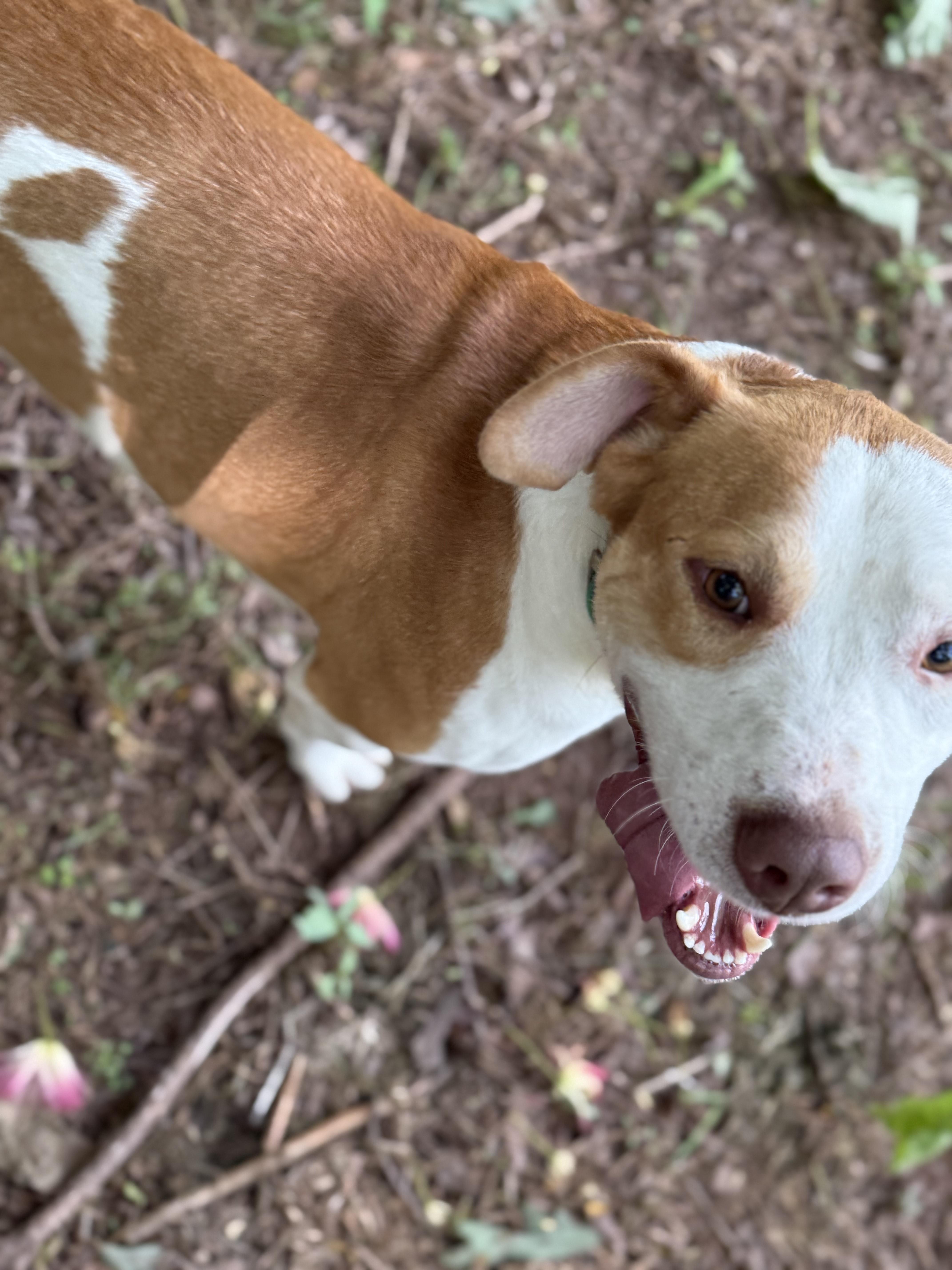 Enlarge Pudge 11841, a Adoptable mixed breed in Elberton, GA image 3/3