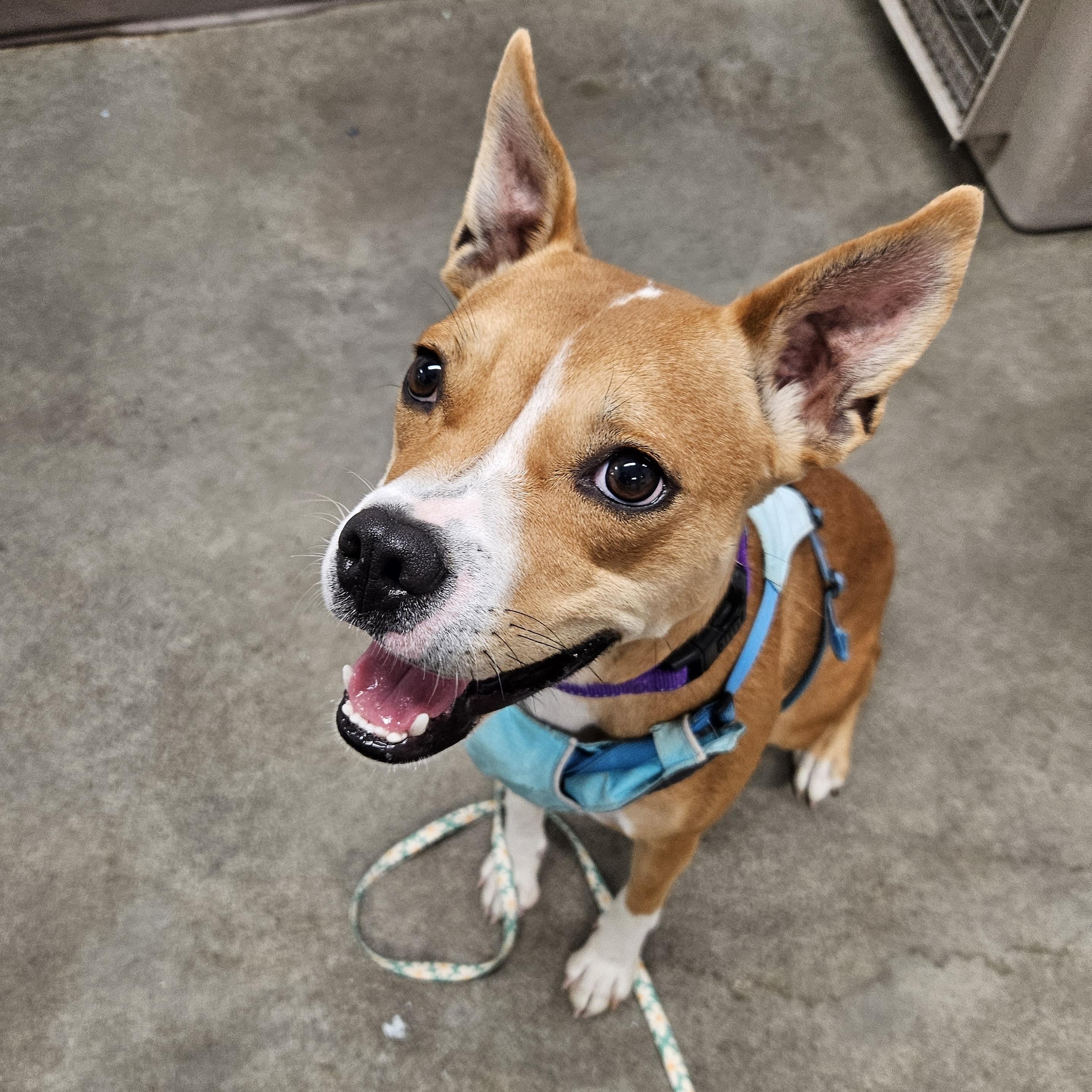 Zara, an adoptable Staffordshire Bull Terrier, Boxer in The Dalles, OR, 97058 | Photo Image 2