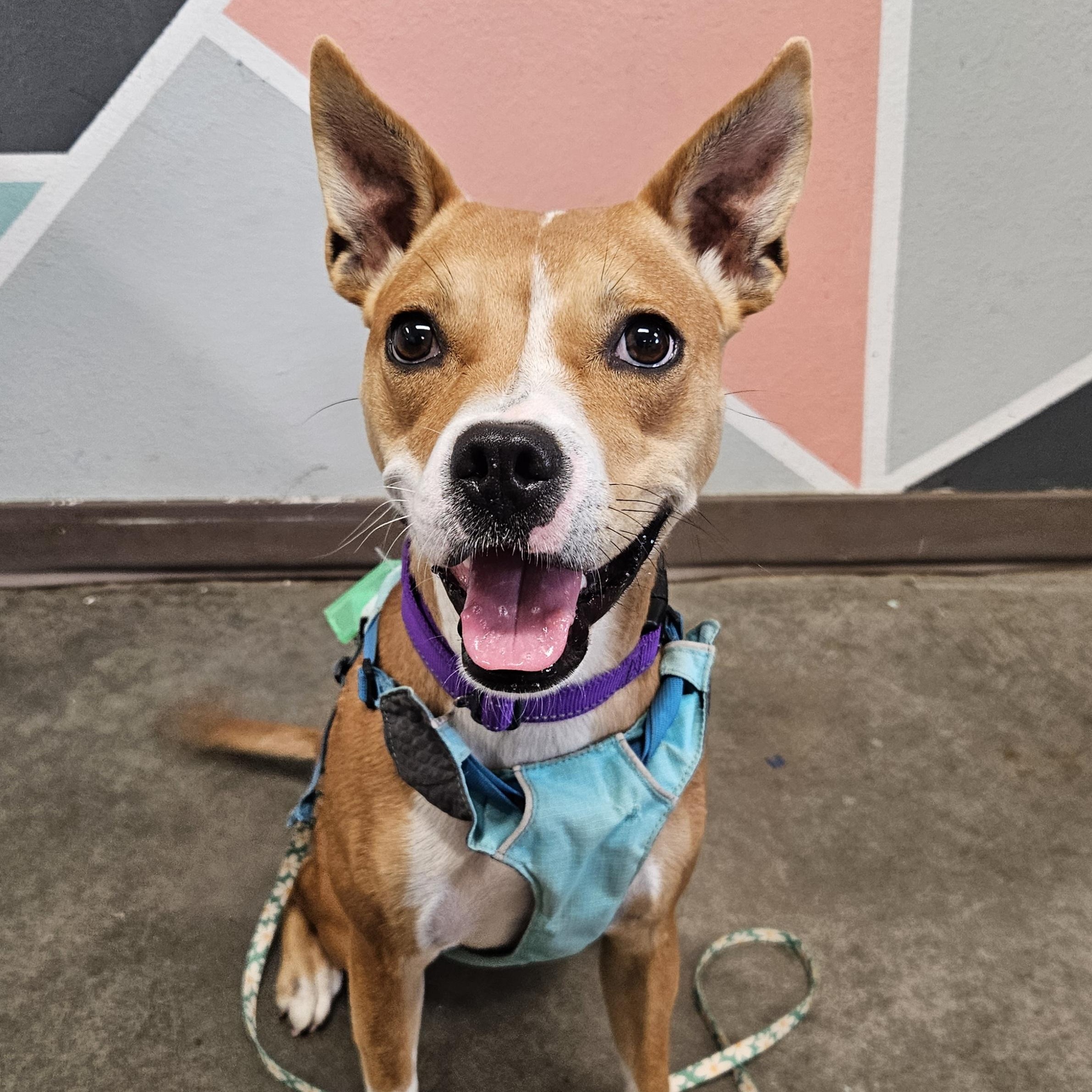 Zara, an adoptable Staffordshire Bull Terrier, Boxer in The Dalles, OR, 97058 | Photo Image 1