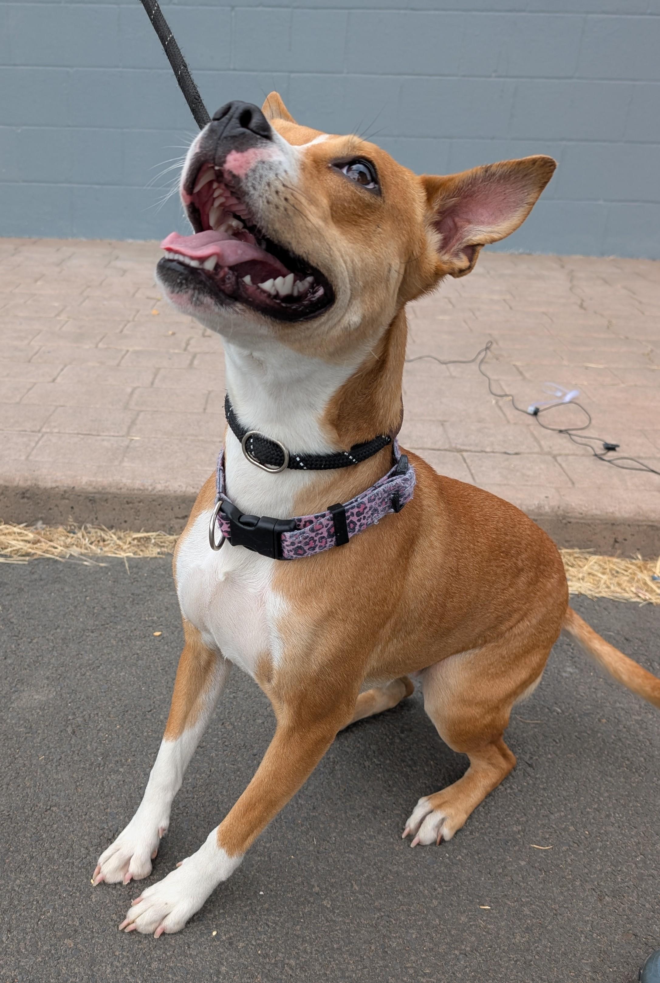 Zara, an adoptable Staffordshire Bull Terrier, Boxer in The Dalles, OR, 97058 | Photo Image 4