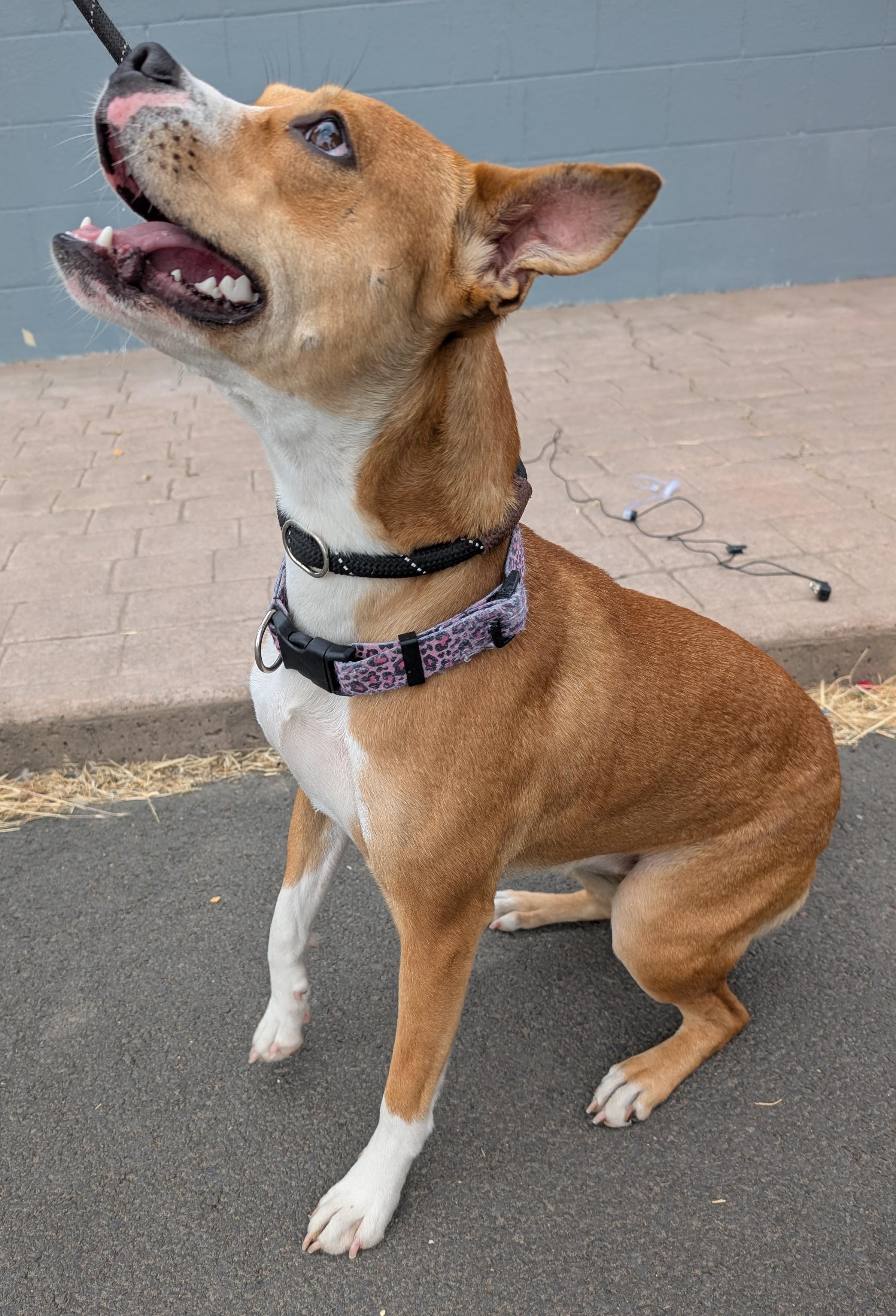 Zara, Young Female Staffordshire Bull Terrier