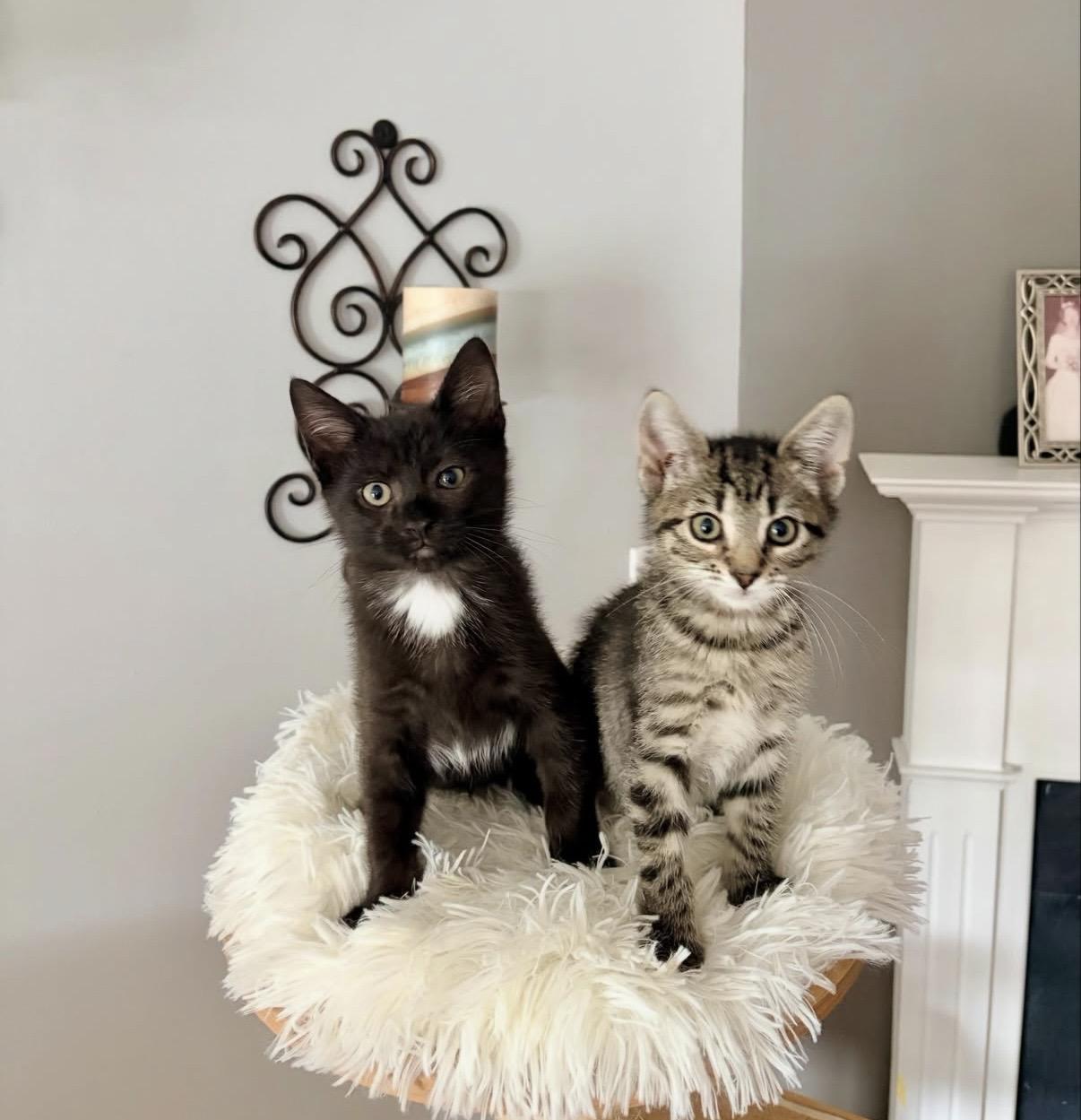 Enlarge Rocky, a Adoptable Domestic Short Hair in Alexandria, VA image 5/6