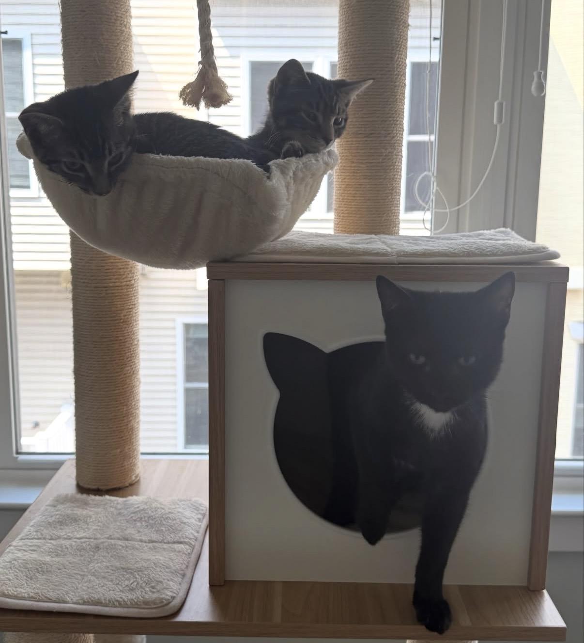 Enlarge Rocky, a Adoptable Domestic Short Hair in Alexandria, VA image 6/6