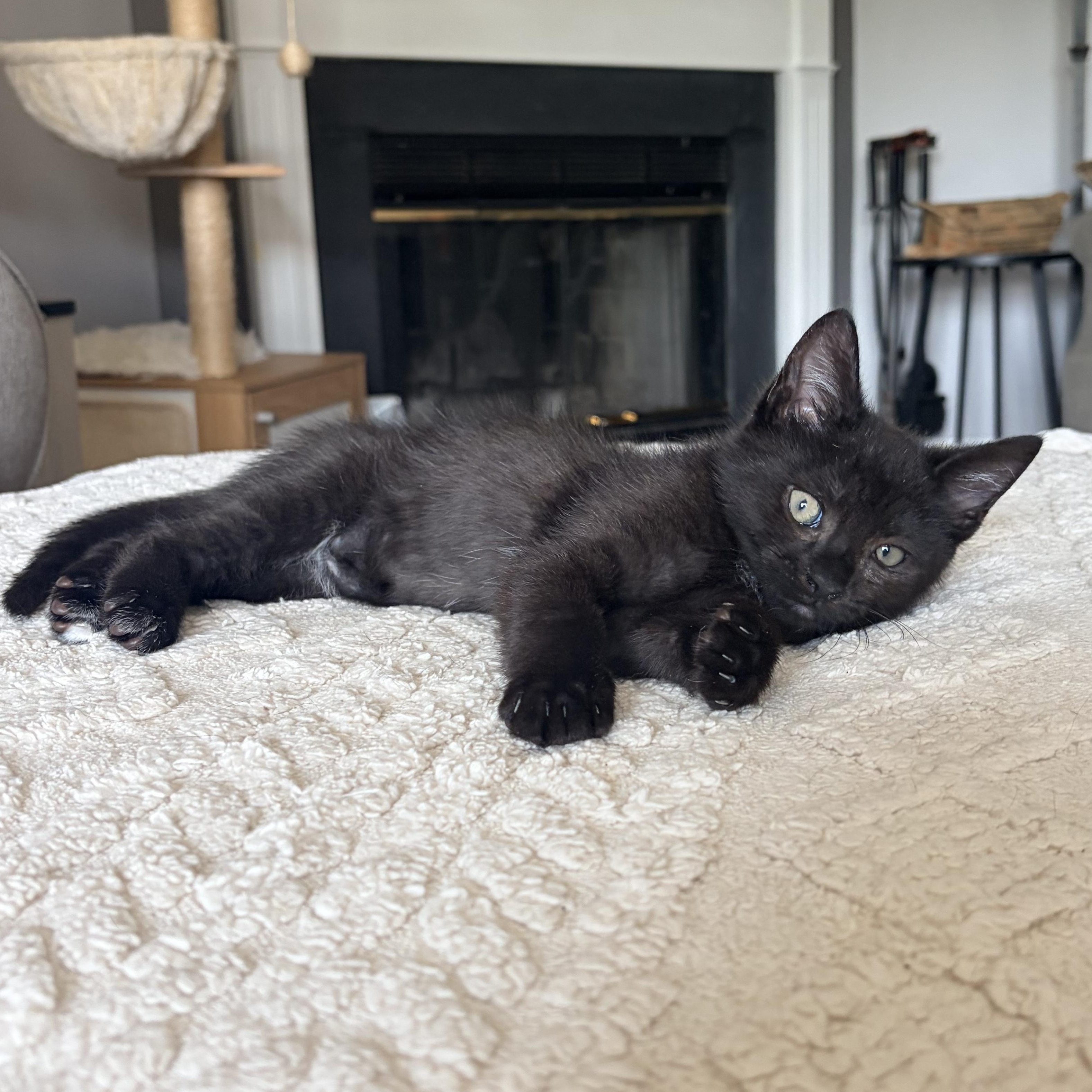 Enlarge Rocky, a Adoptable Domestic Short Hair in Alexandria, VA image 3/6
