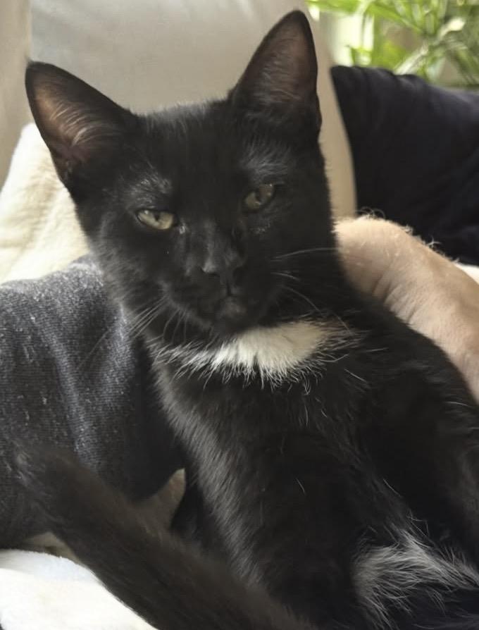Enlarge Rocky, a Adoptable Domestic Short Hair in Alexandria, VA image 4/6