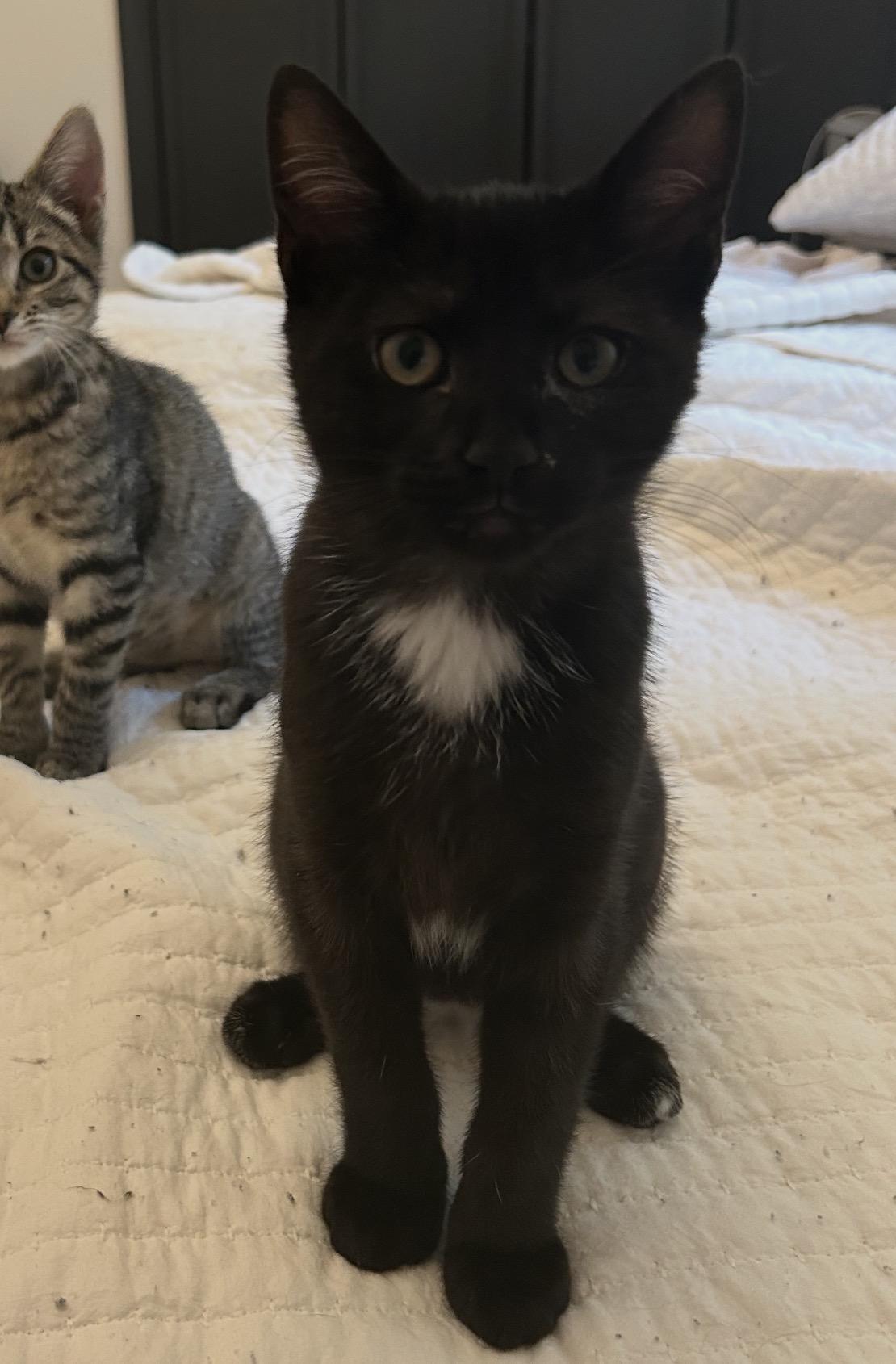 Enlarge Rocky, a Adoptable Domestic Short Hair in Alexandria, VA image 2/6