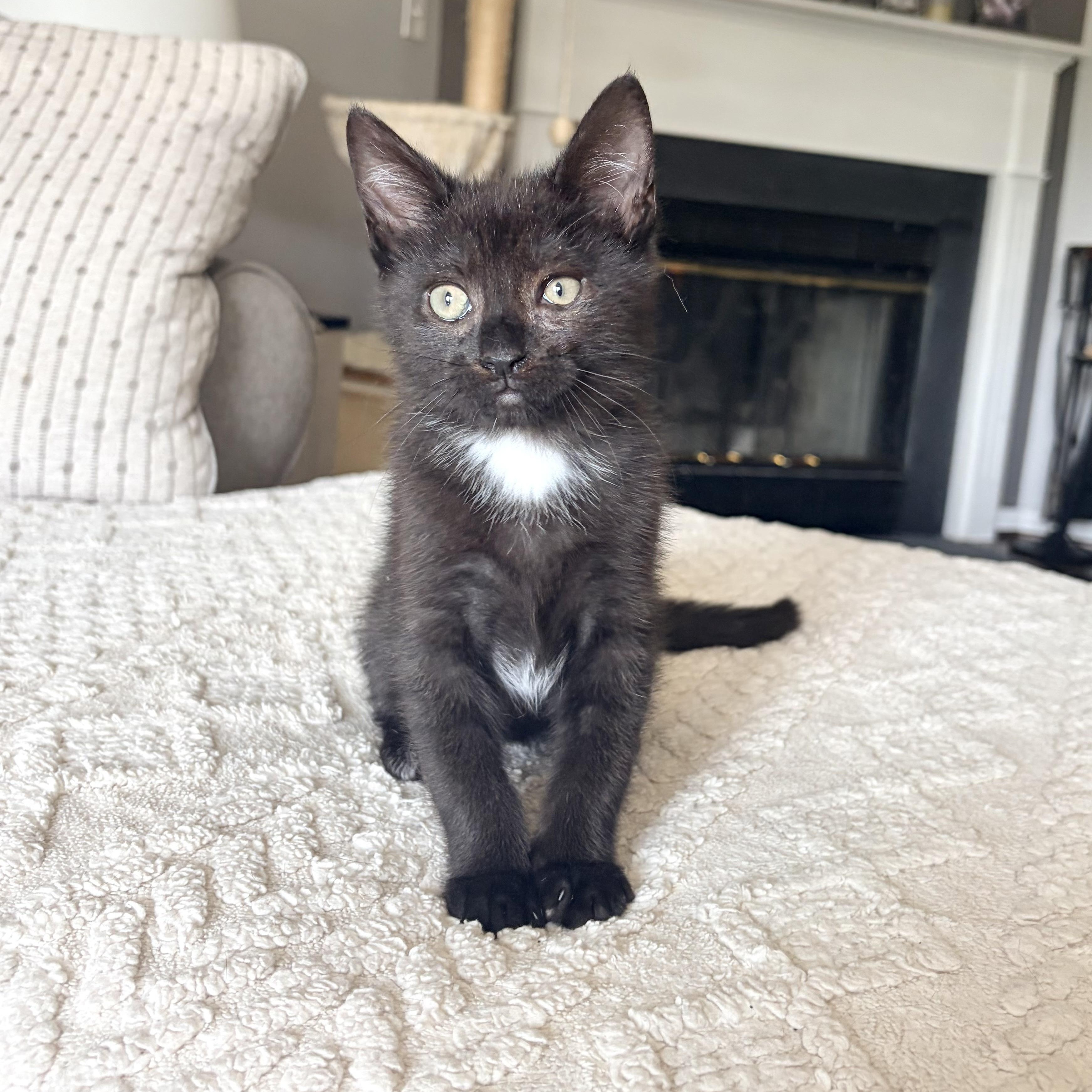 Rocky, Adoptable, Kitten Male Domestic Short Hair.