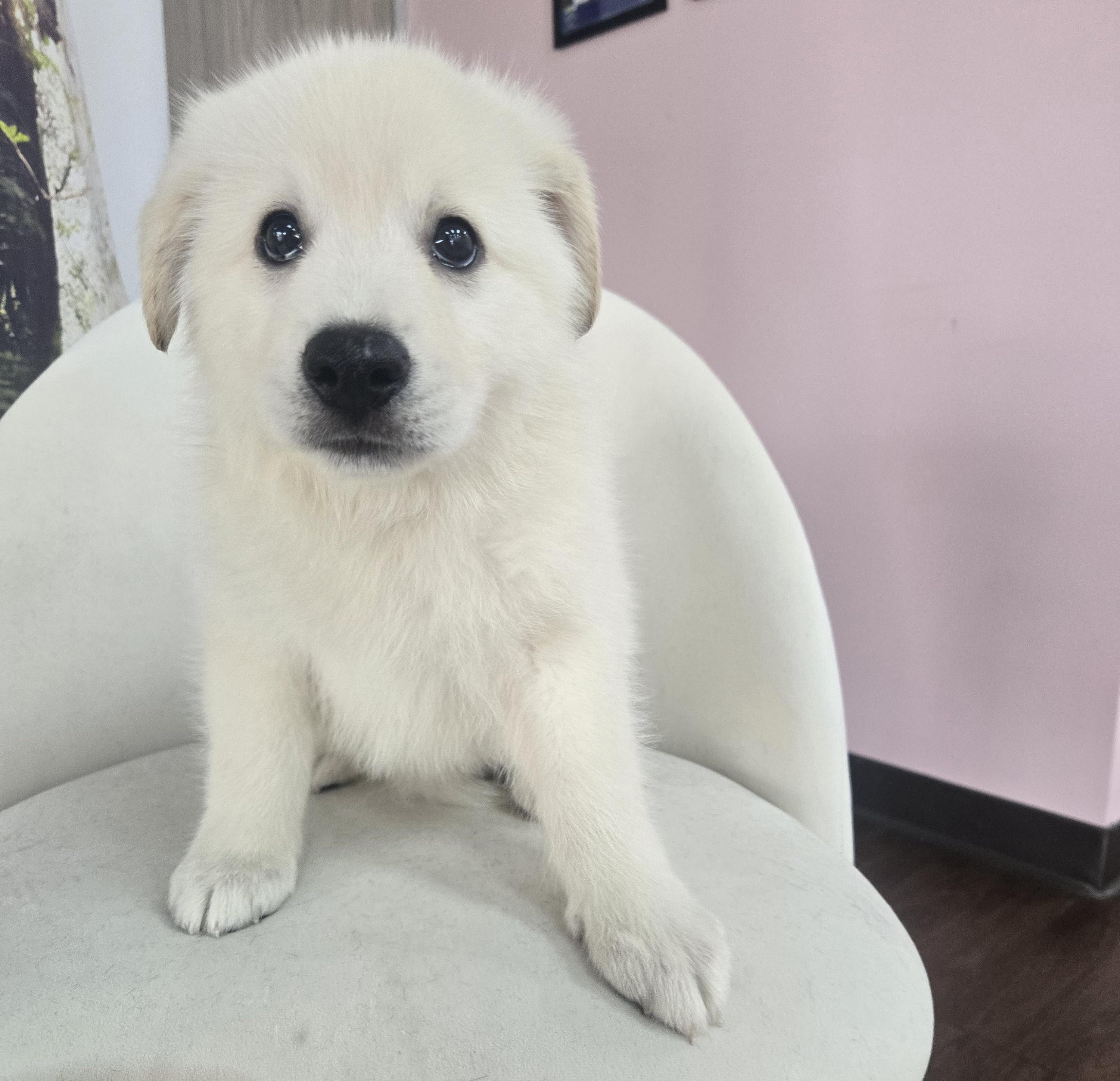 Denali, an adopted mixed breed in Orlando, FL image 2/6