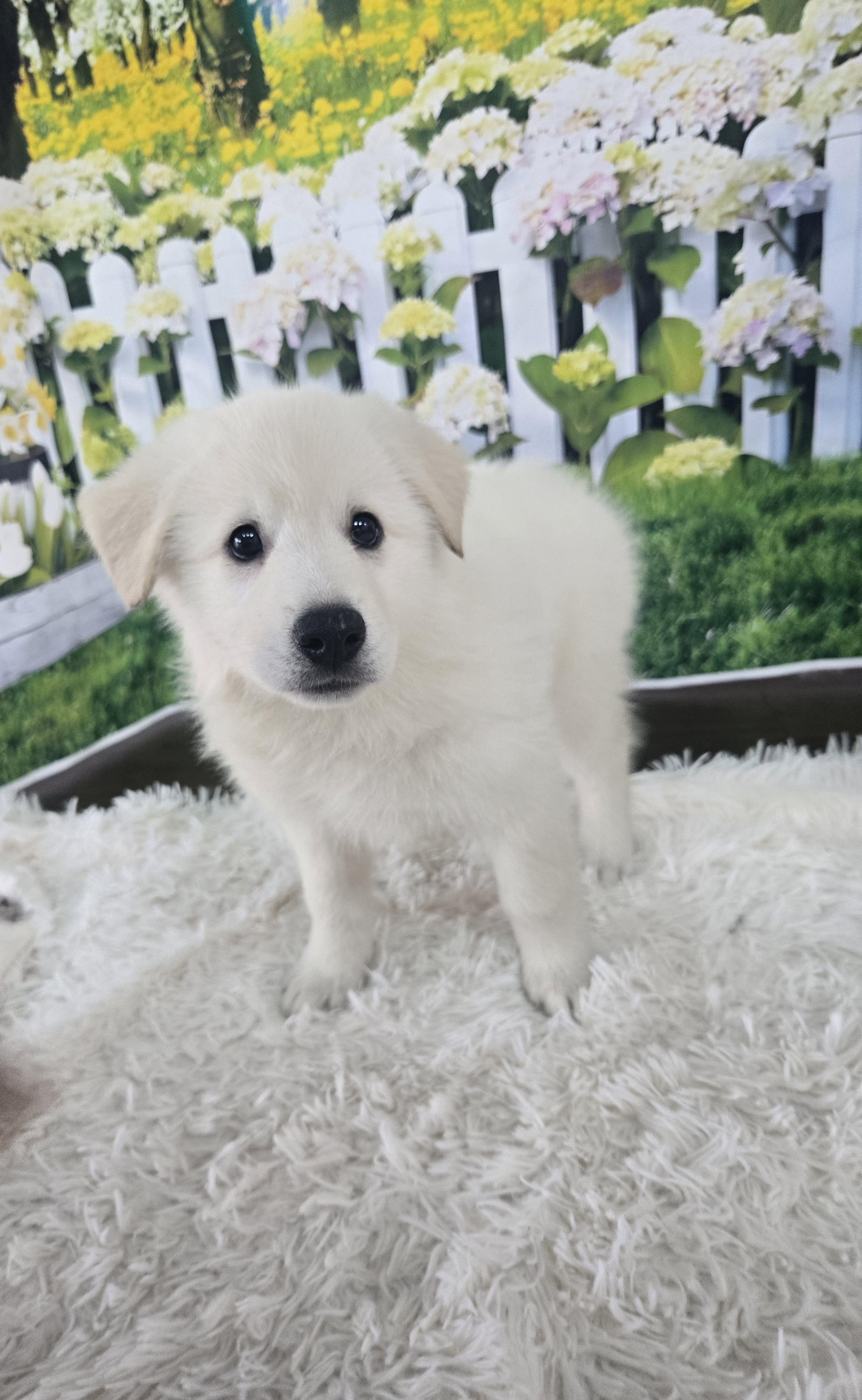 Denali, an adopted mixed breed in Orlando, FL image 5/6