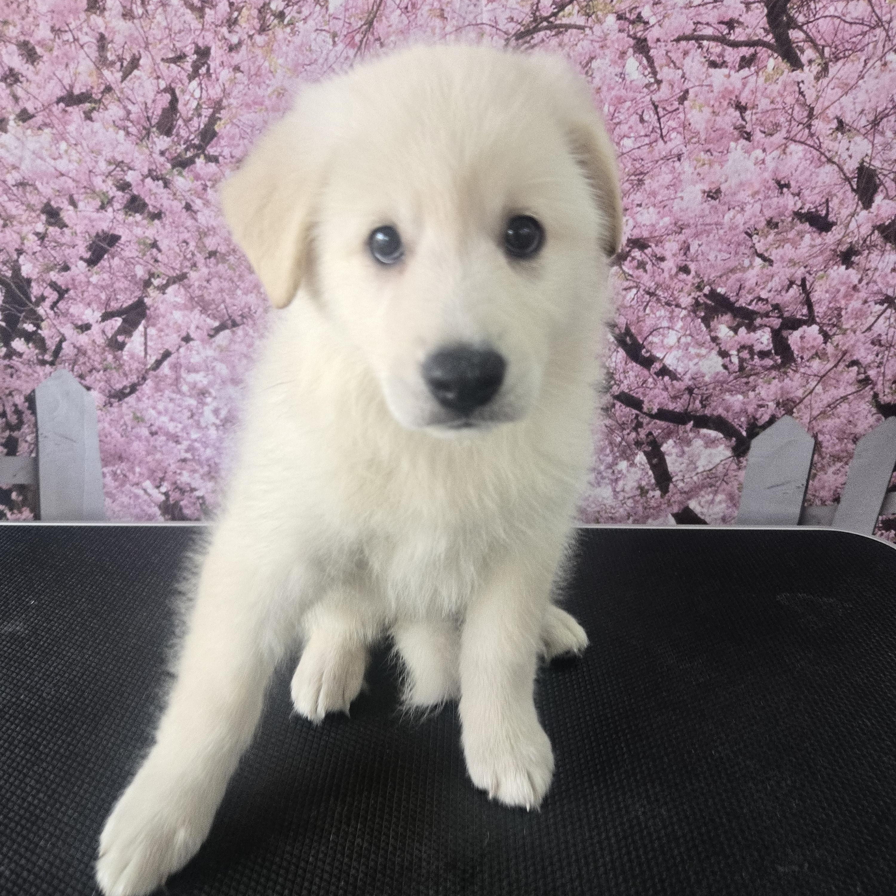 Denali, an adopted mixed breed in Orlando, FL image 3/6