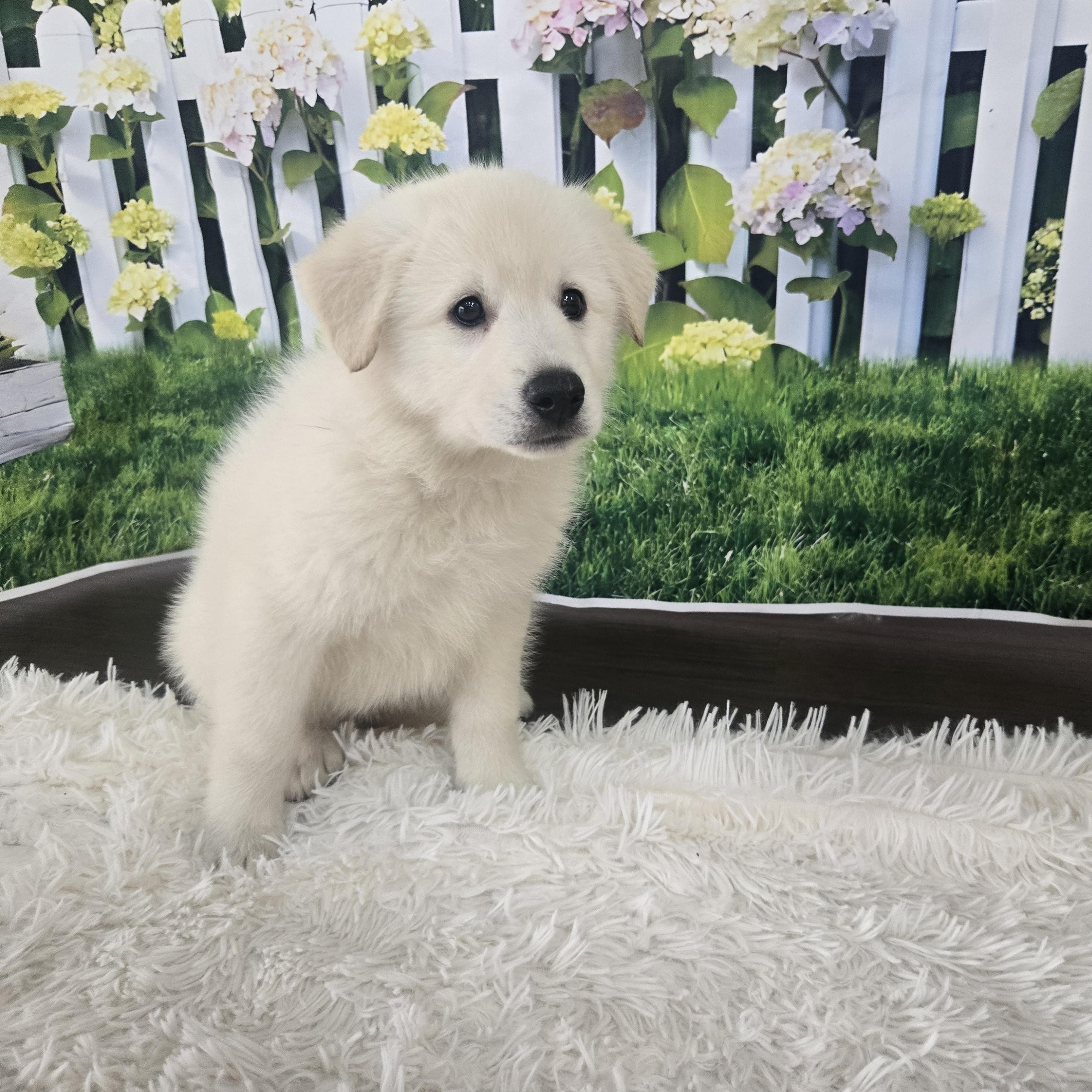 Denali, an adopted mixed breed in Orlando, FL image 4/6