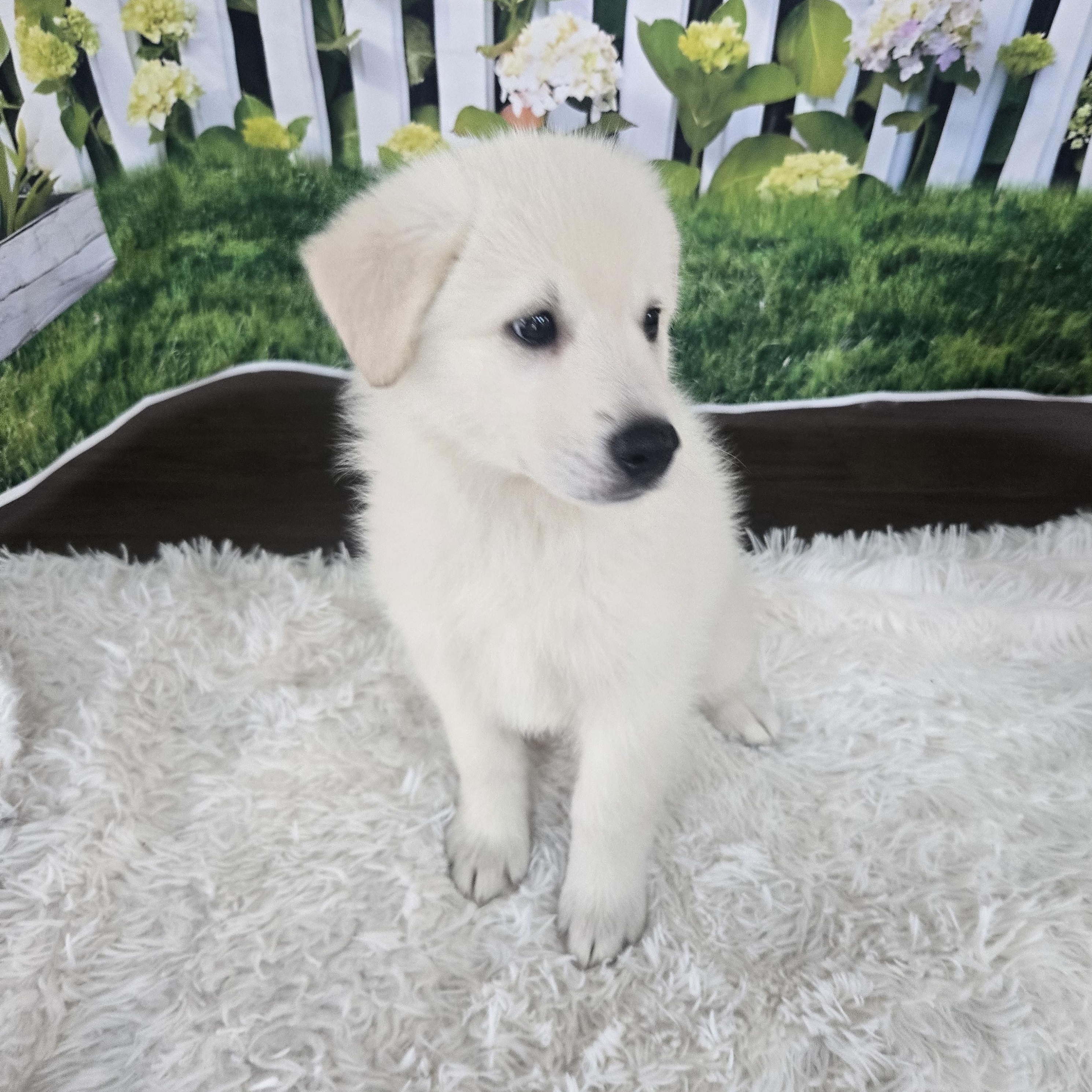 Denali, adopted, Puppy Female Great Pyrenees & Husky.