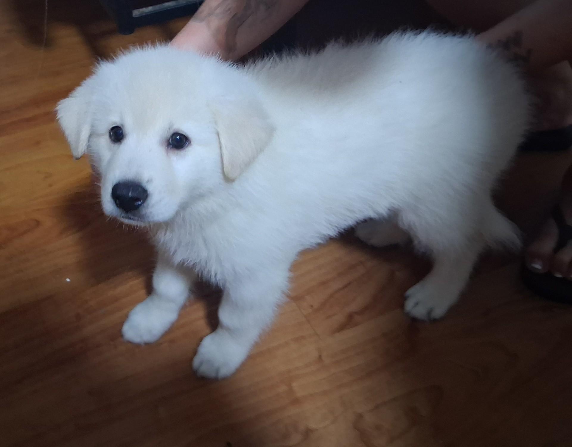 Denali, an adopted mixed breed in Orlando, FL image 6/6