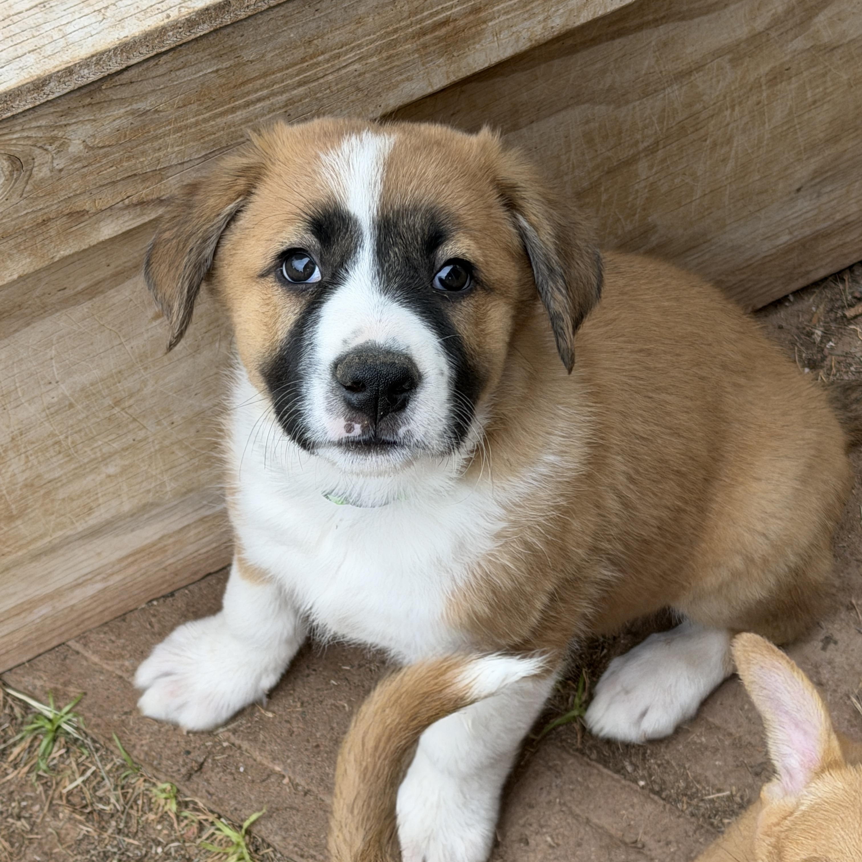 Enlarge Enzo, a ADOPTABLE mixed breed in Gilbert, AZ image 2/3
