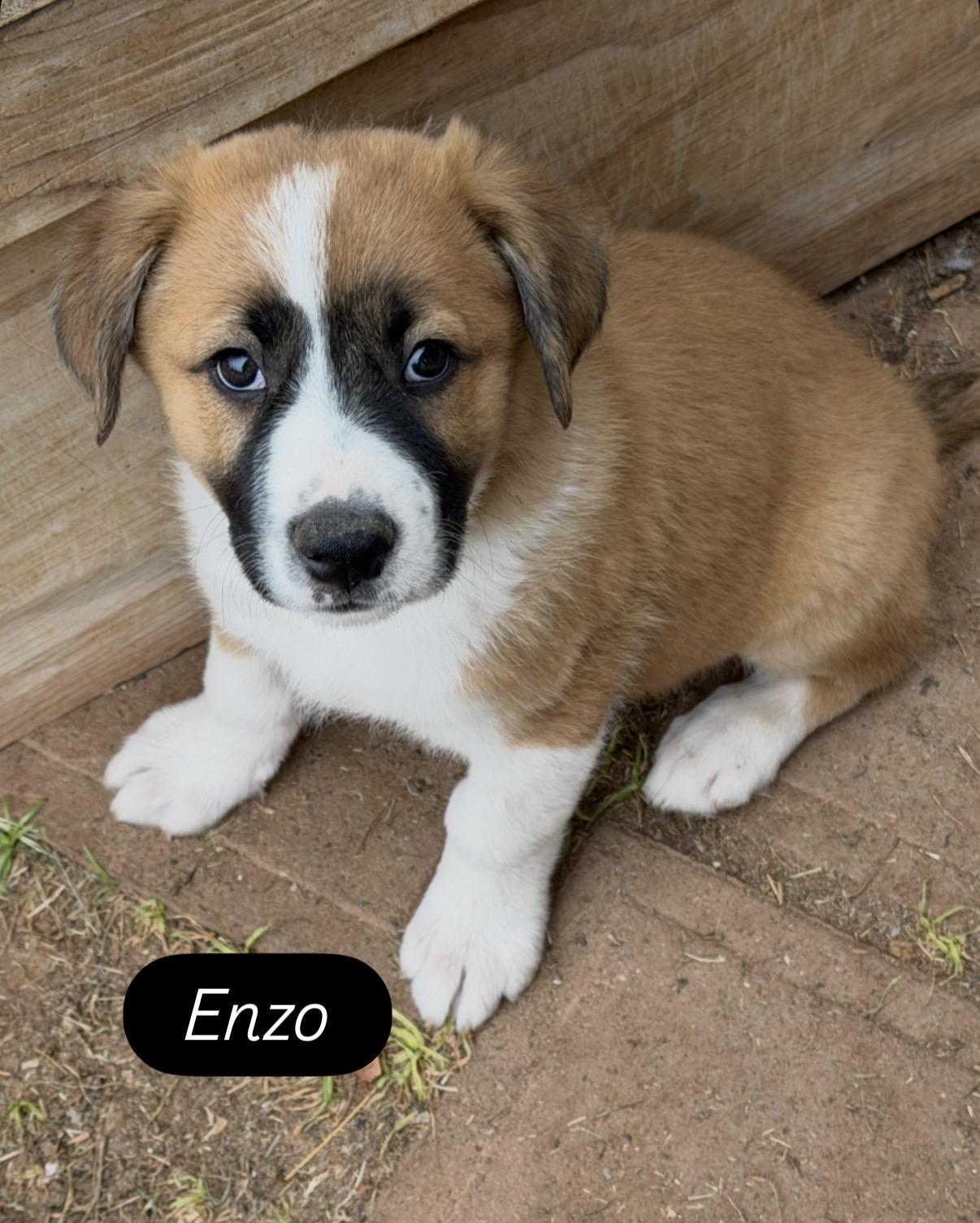 Enlarge Enzo, a ADOPTABLE mixed breed in Gilbert, AZ image 3/3