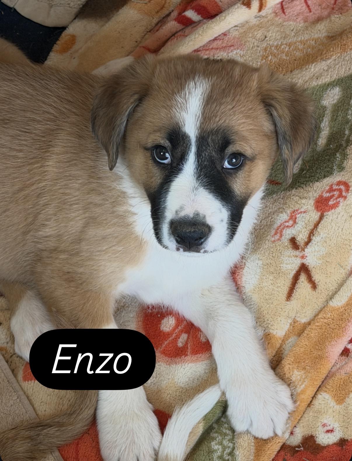 Enzo, ADOPTABLE, Puppy Male Saint Bernard & Shepherd.