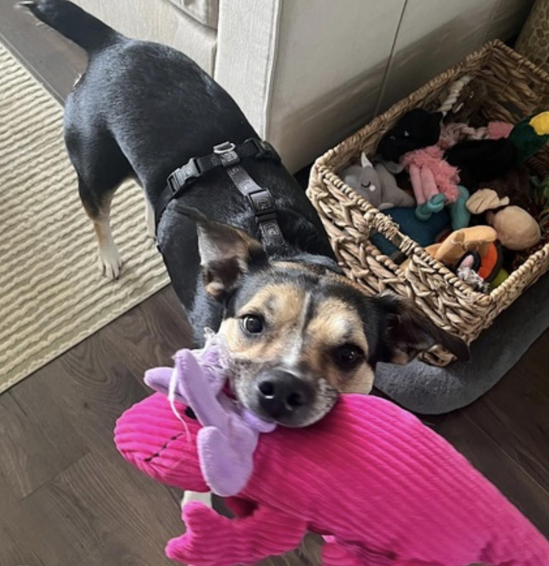 Koko — thumbnail 3