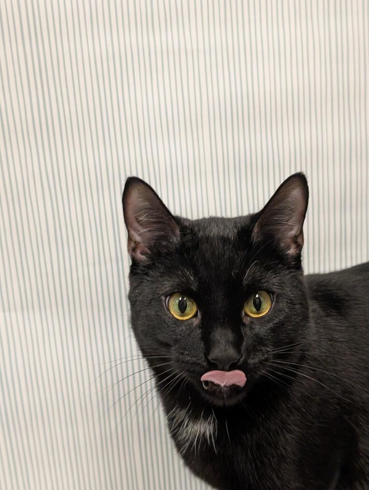 Willow, a Adoptable mixed breed in Greensboro, NC image 1/6