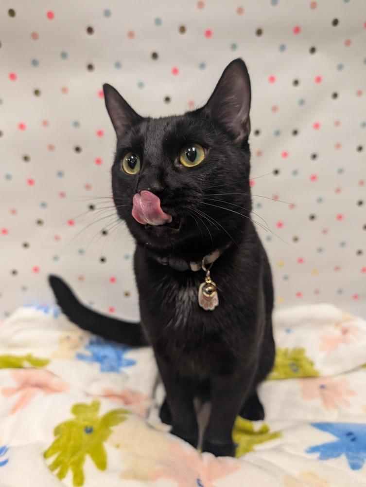 Willow, a Adoptable mixed breed in Greensboro, NC image 2/6