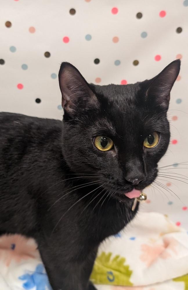 Willow, a Adoptable mixed breed in Greensboro, NC image 3/6