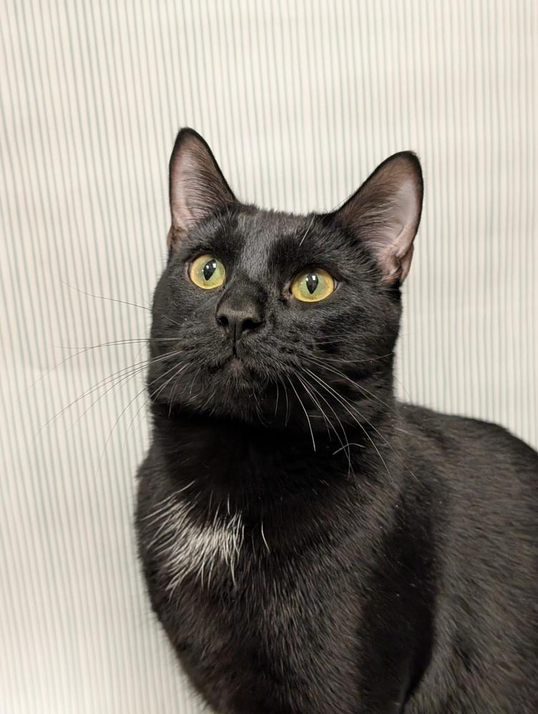 Willow, a Adoptable mixed breed in Greensboro, NC image 4/6