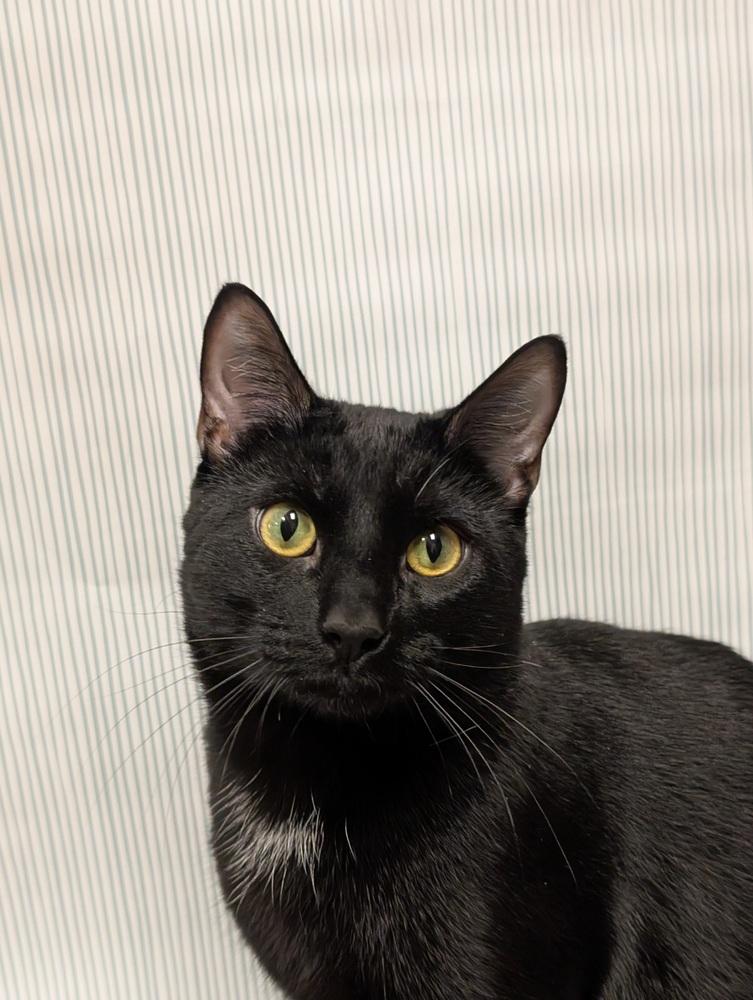 Willow, a Adoptable mixed breed in Greensboro, NC image 5/6