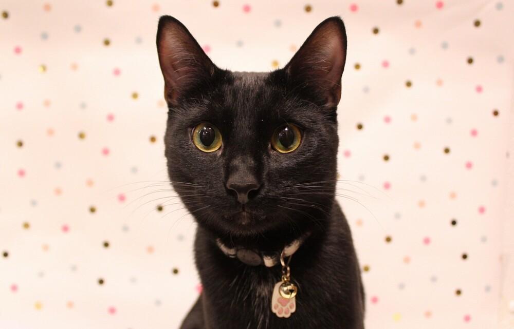 Willow, a Adoptable mixed breed in Greensboro, NC image 6/6